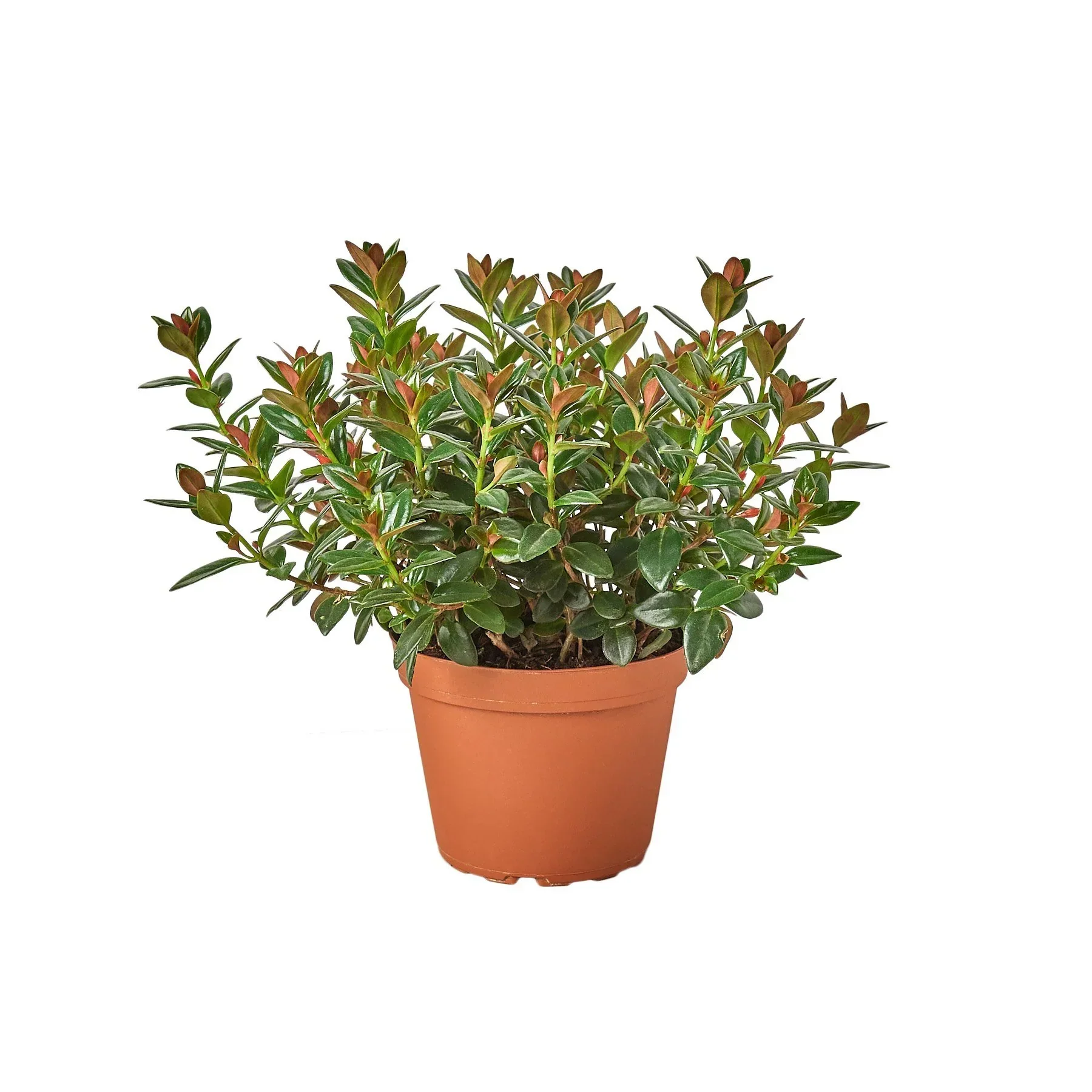 Nematanthus Black Goldfish Plant - Image 4