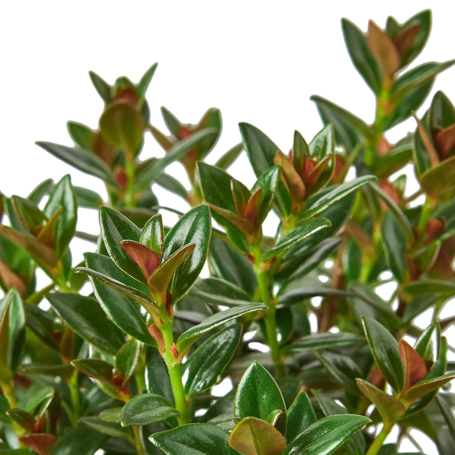 Nematanthus Black Goldfish Plant - Image 5
