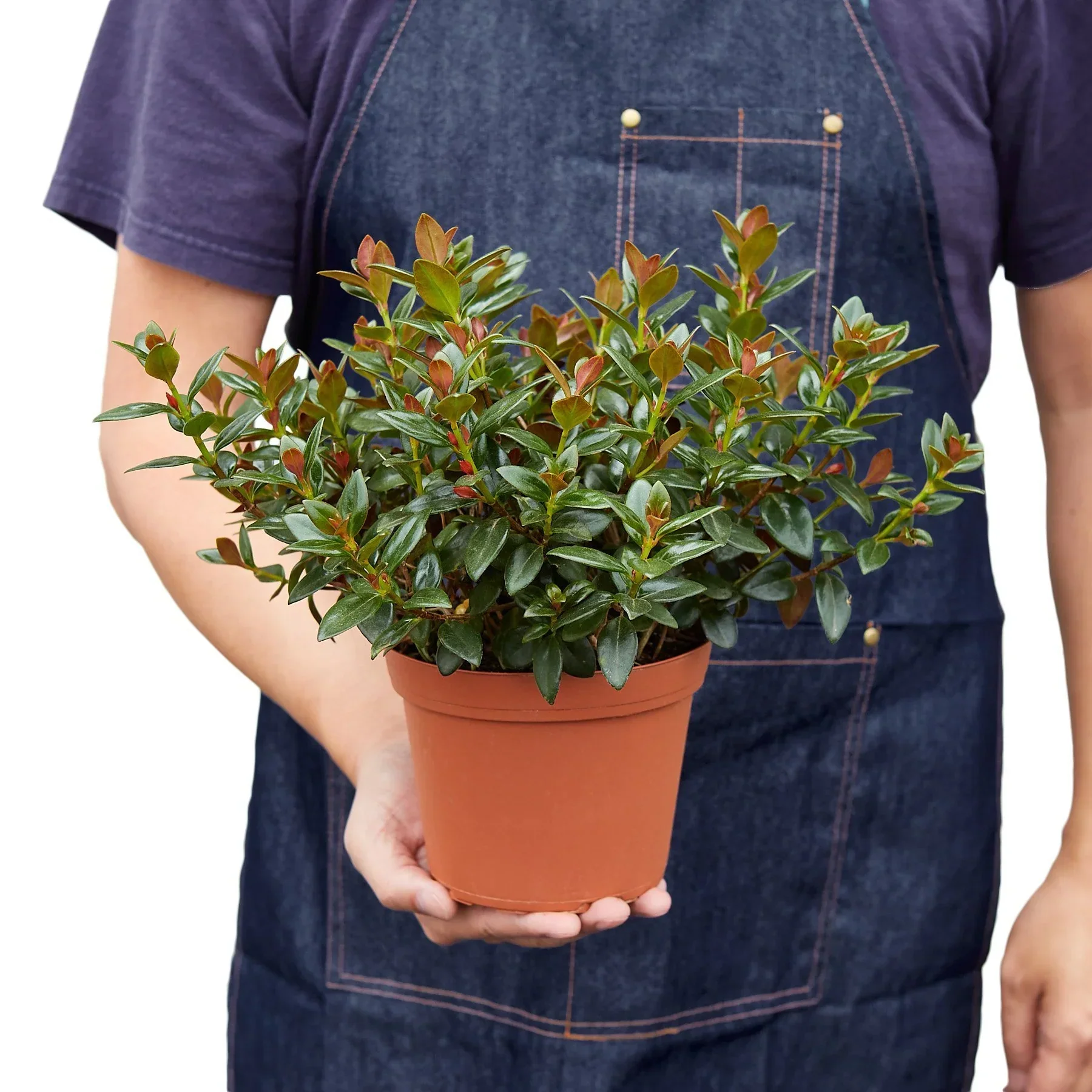 Nematanthus Black Goldfish Plant - Image 6