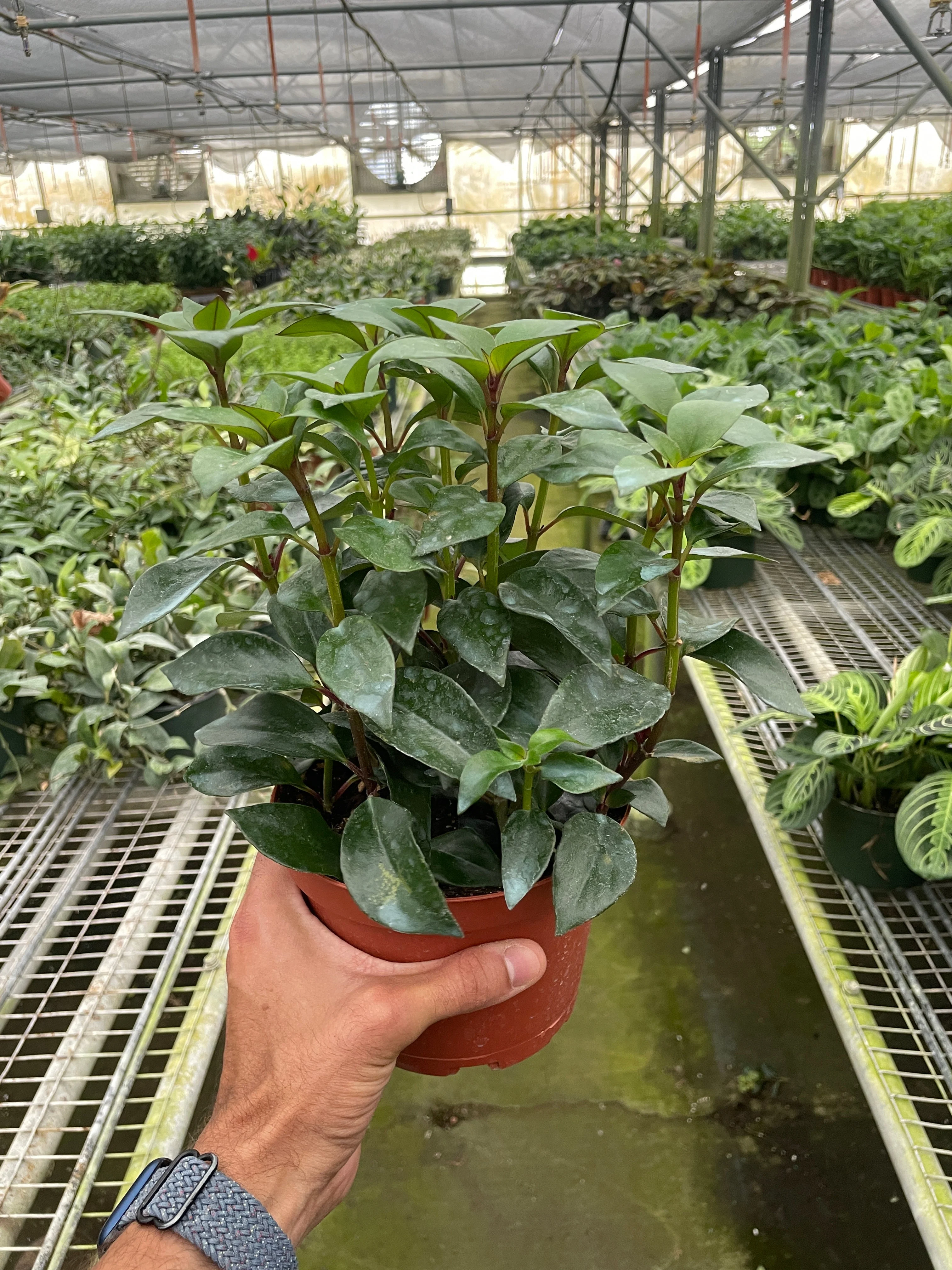 Nematanthus Black Goldfish Plant - Image 7