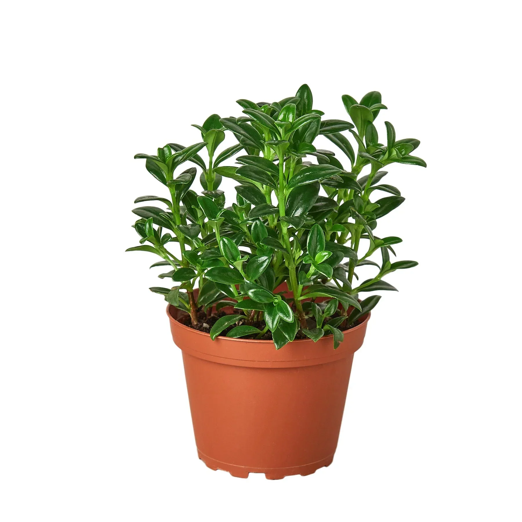 Nemetanthus Candy Corn Plant 'Brazilian Firecracker' - Image 4