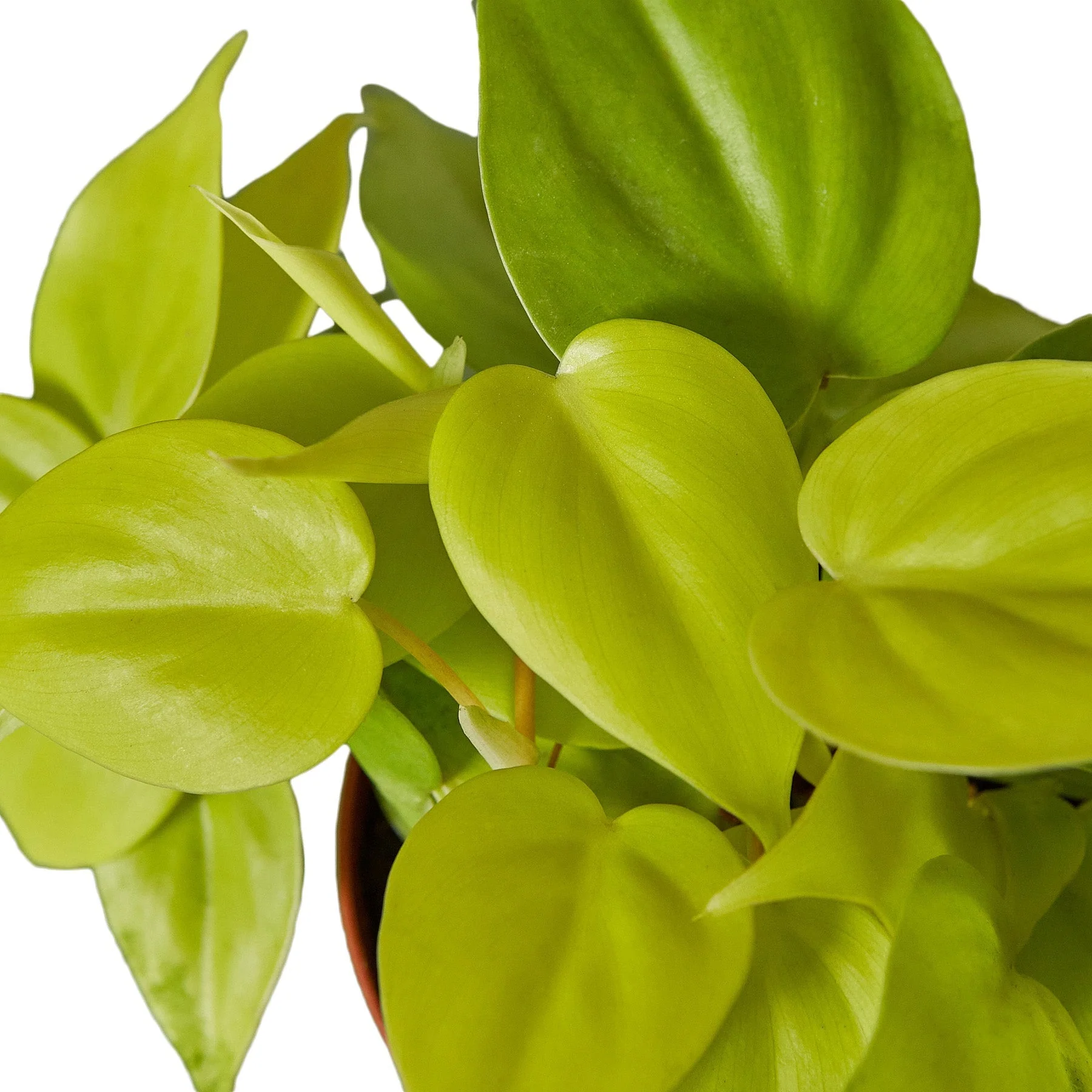 Neon Philodendron - Image 2