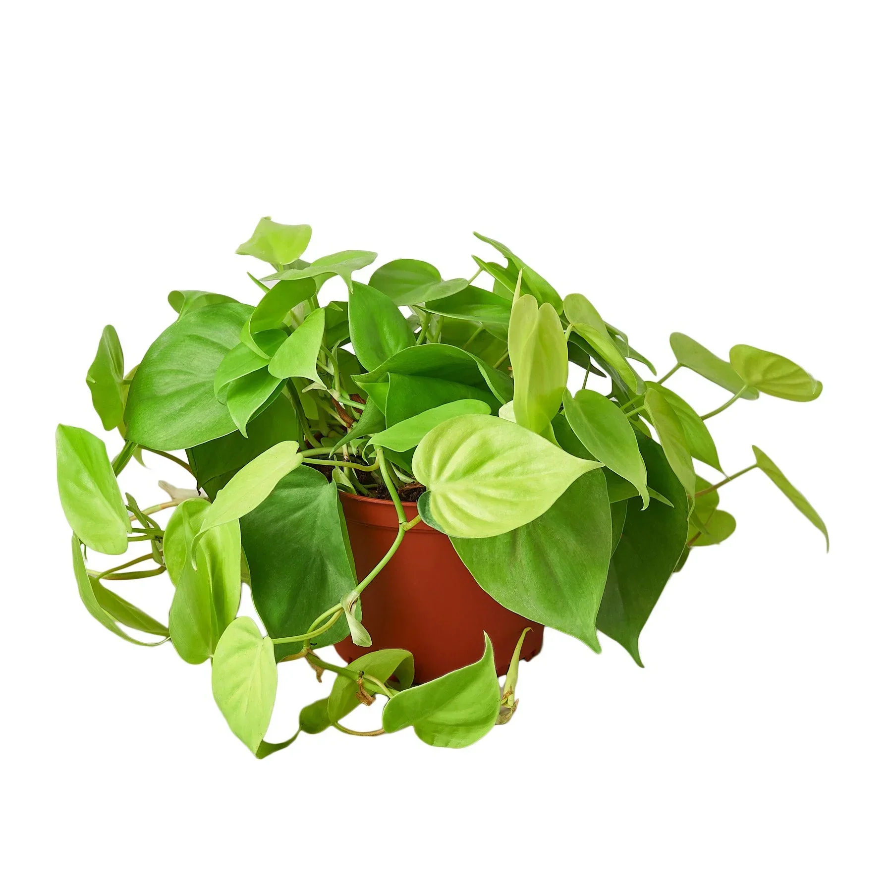 Neon Philodendron - Image 3