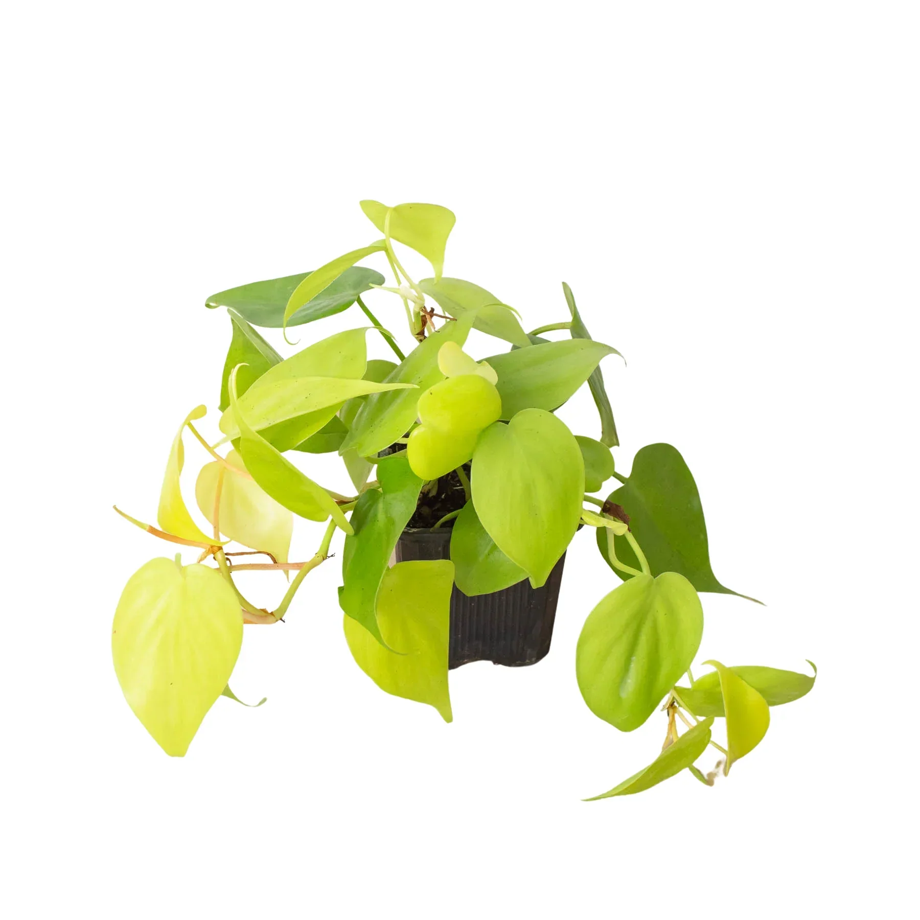 Neon Philodendron - Image 4