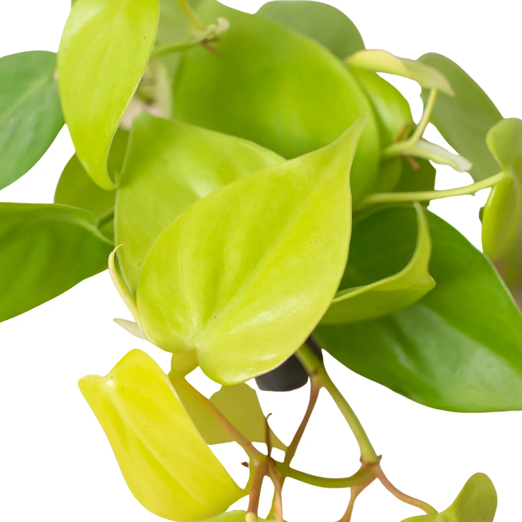 Neon Philodendron - Image 5