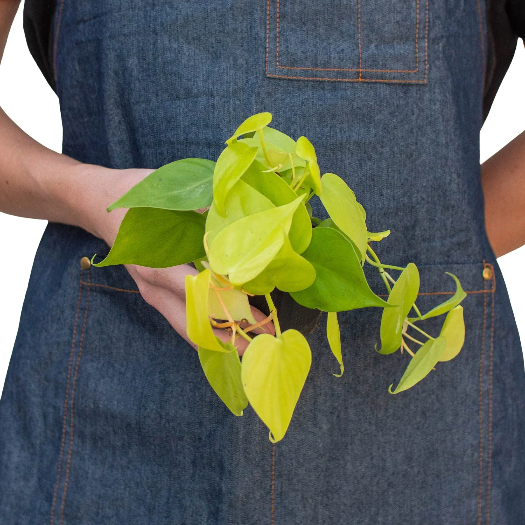 Neon Philodendron - Image 6