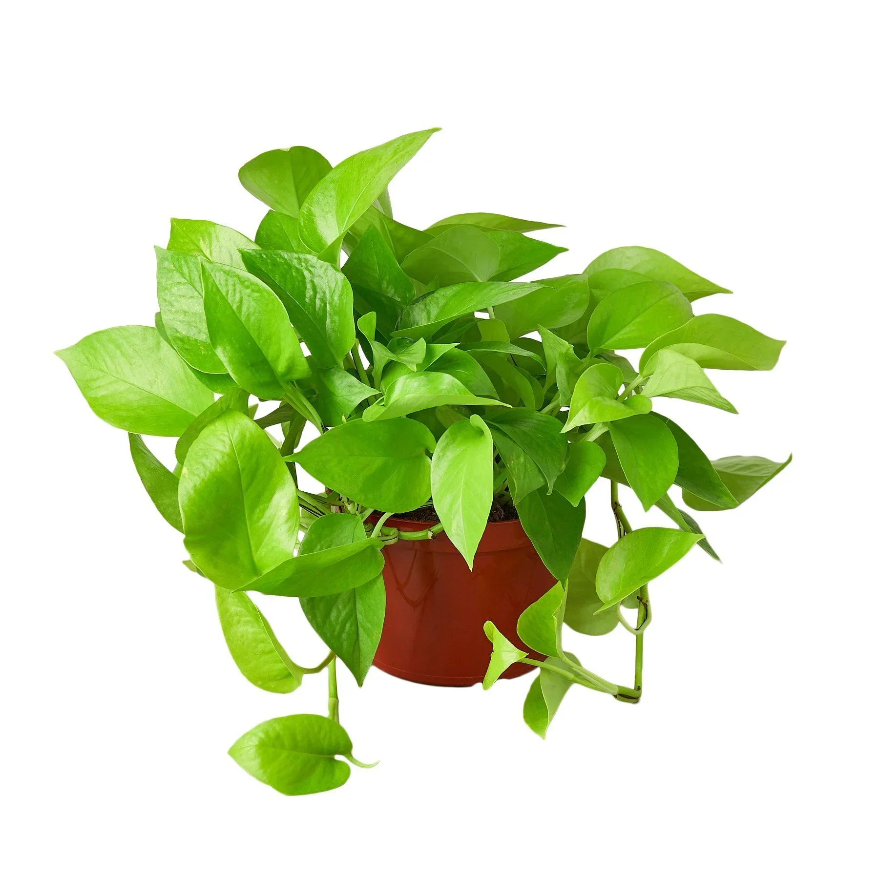 Neon Pothos - Image 2