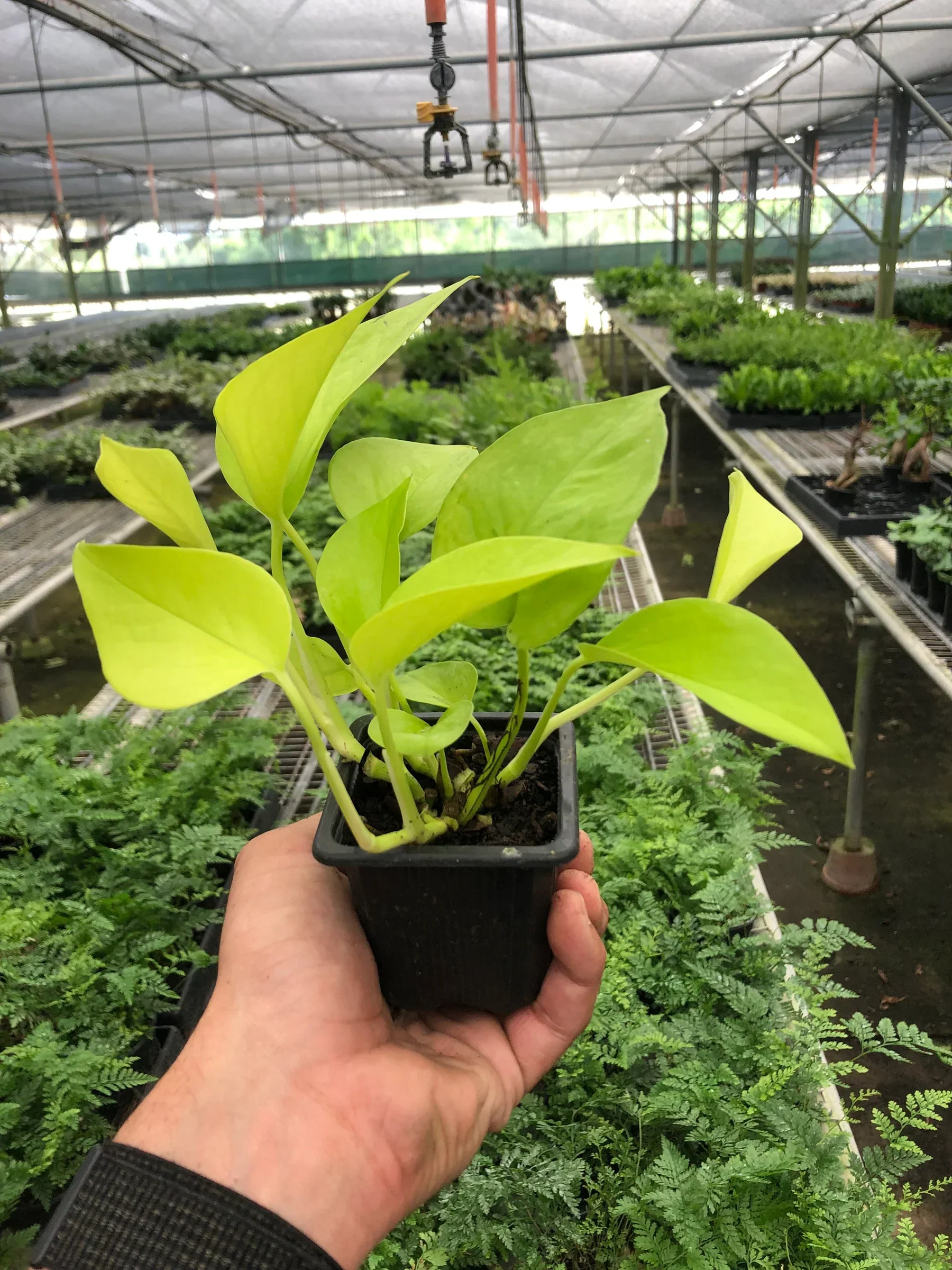 Neon Pothos - Image 3