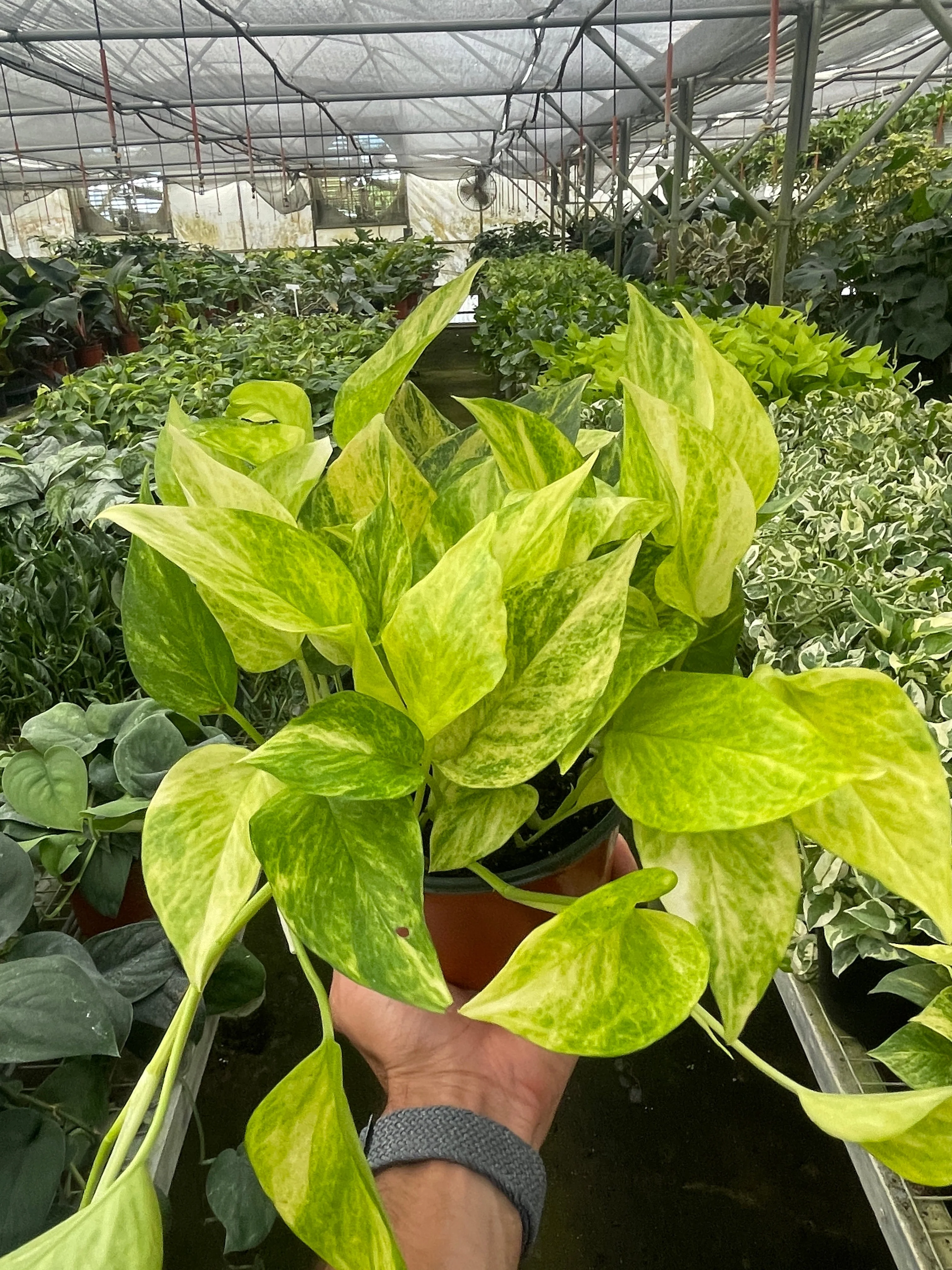 Neon Queen Pothos - Image 2