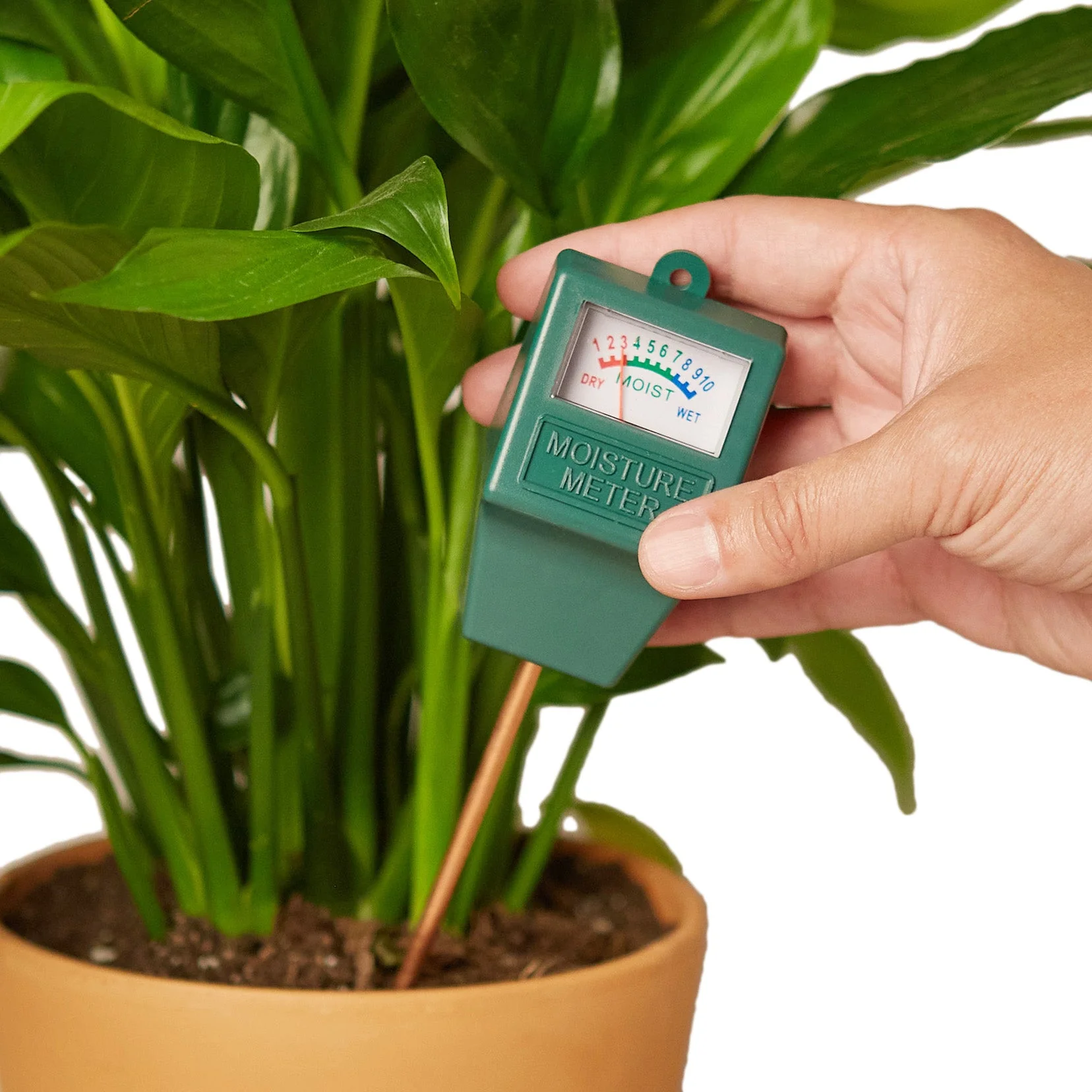 New Plant Parent Bundle - Image 3