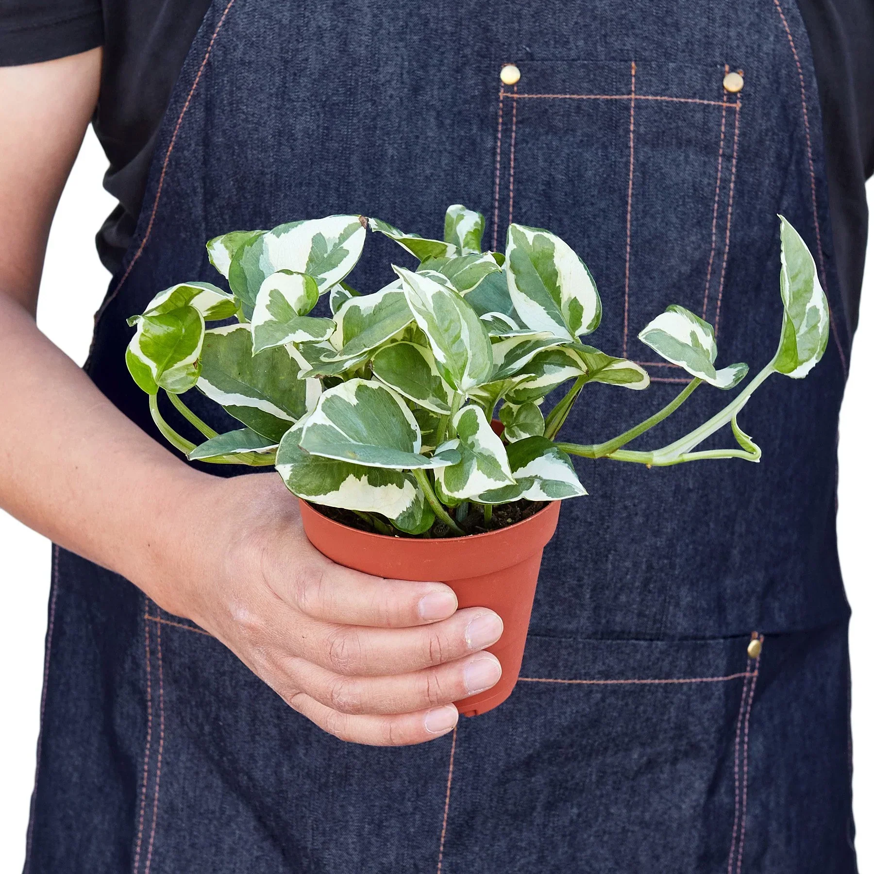 N'joy Pothos - Image 3