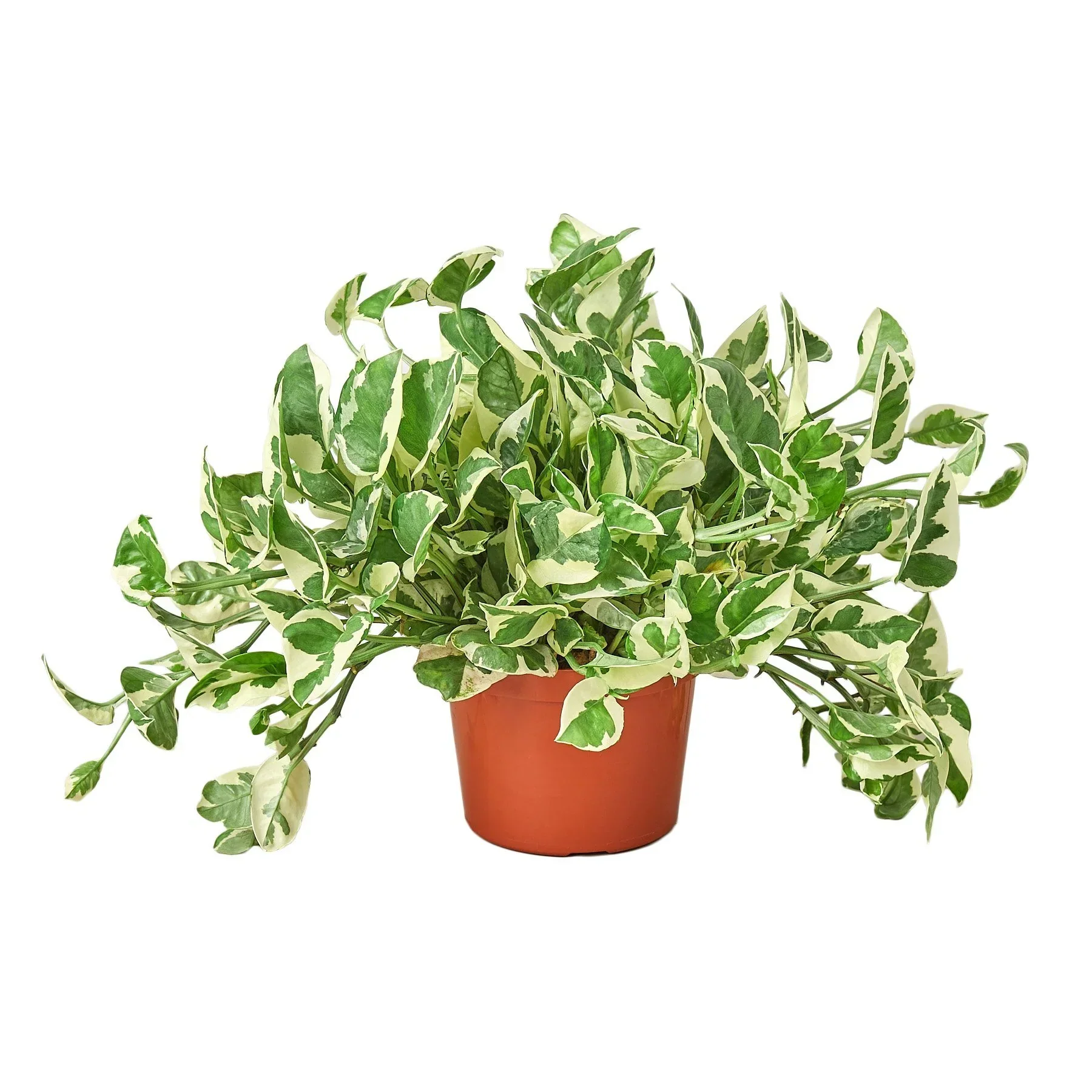 N'joy Pothos - Image 4