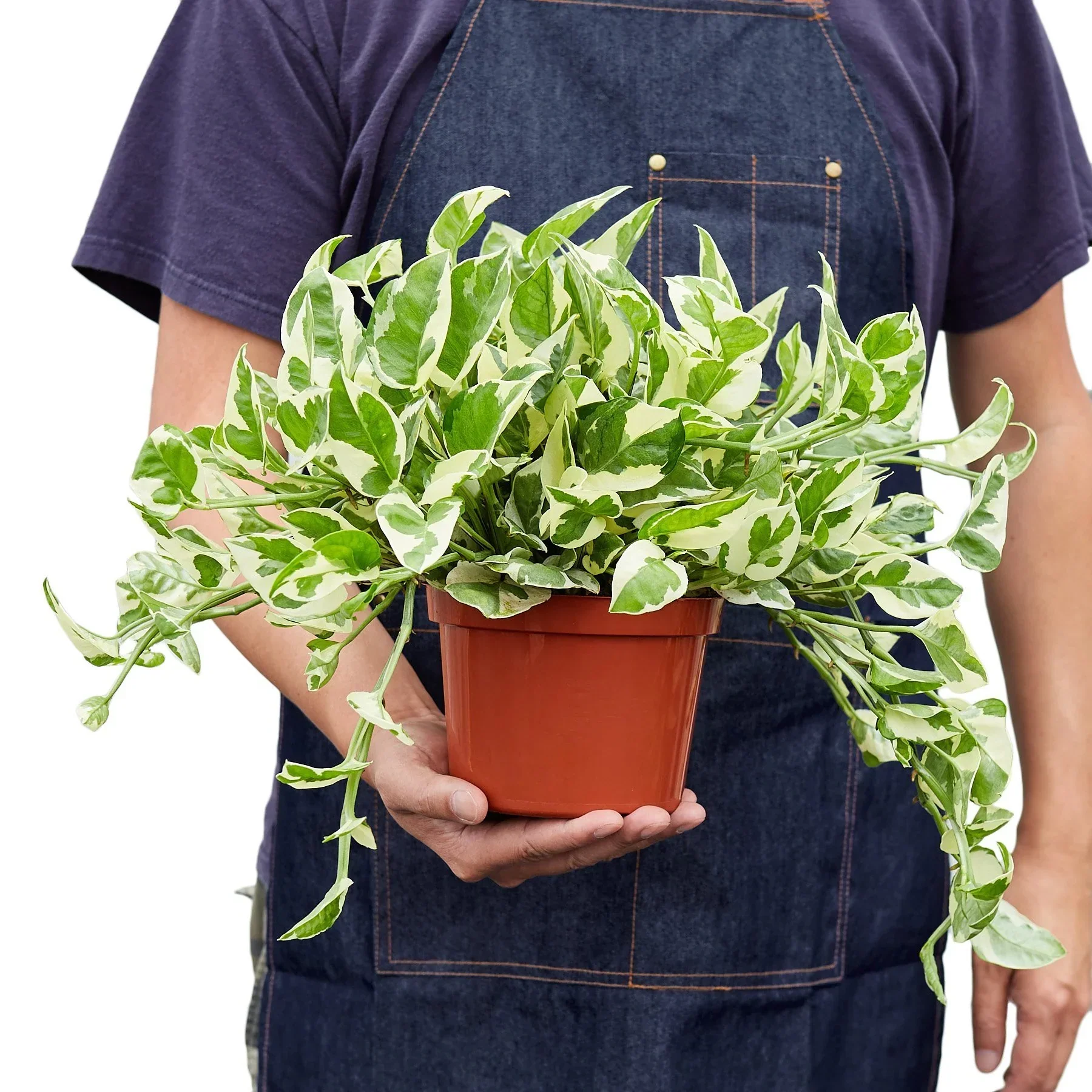 N'joy Pothos - Image 5