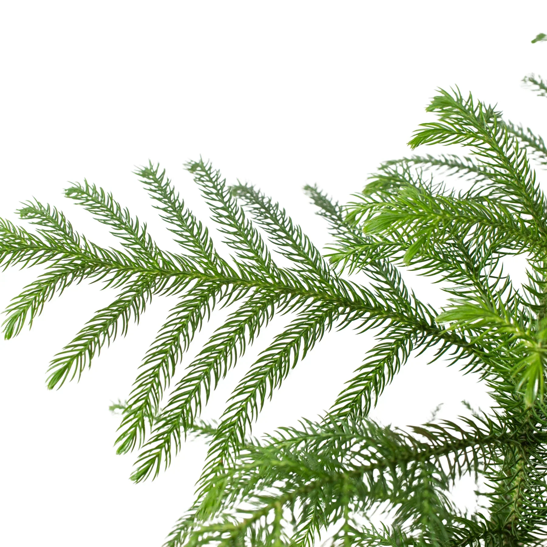 Norfolk 'Island Pine' - Image 2