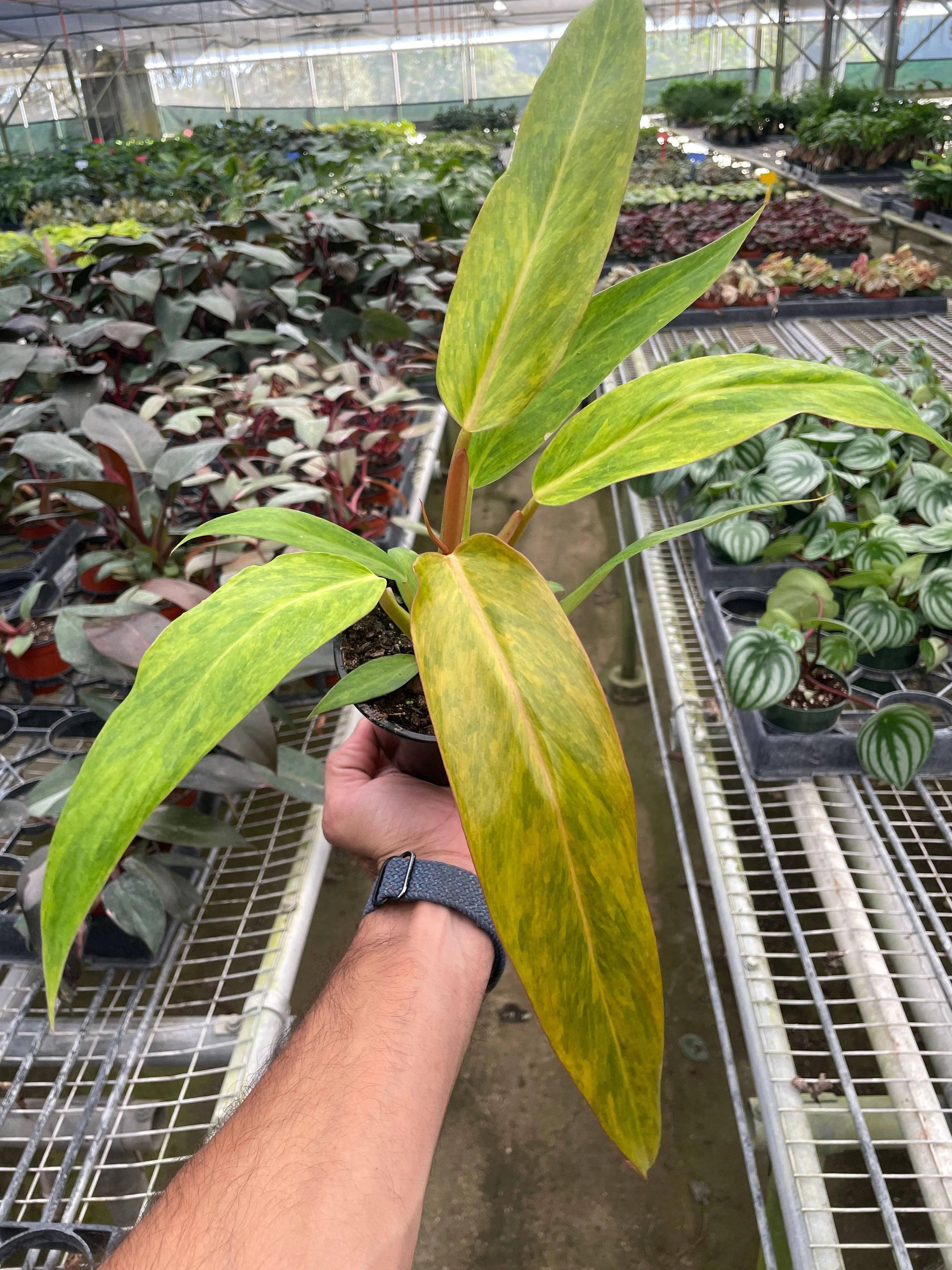 Orange Marmalade Philodendron - Image 2