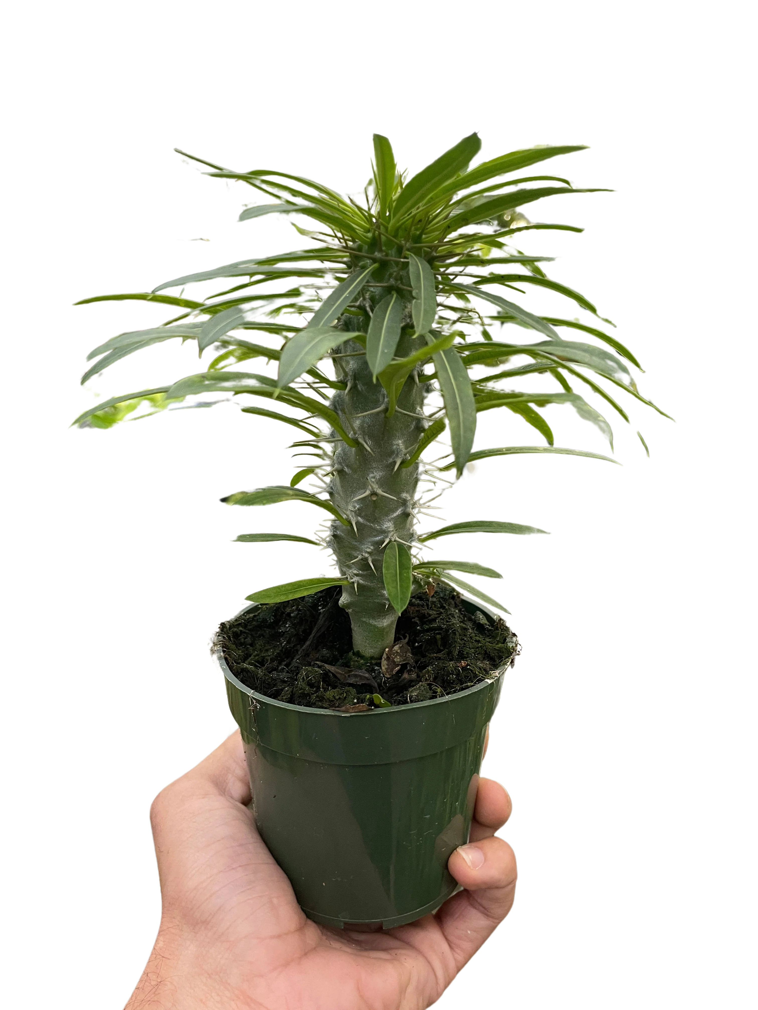 Pachypodium 'lamerei' (Madagascar Palm) - Image 3