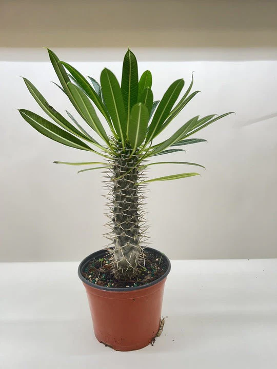 Pachypodium 'lamerei' (Madagascar Palm) - Image 6