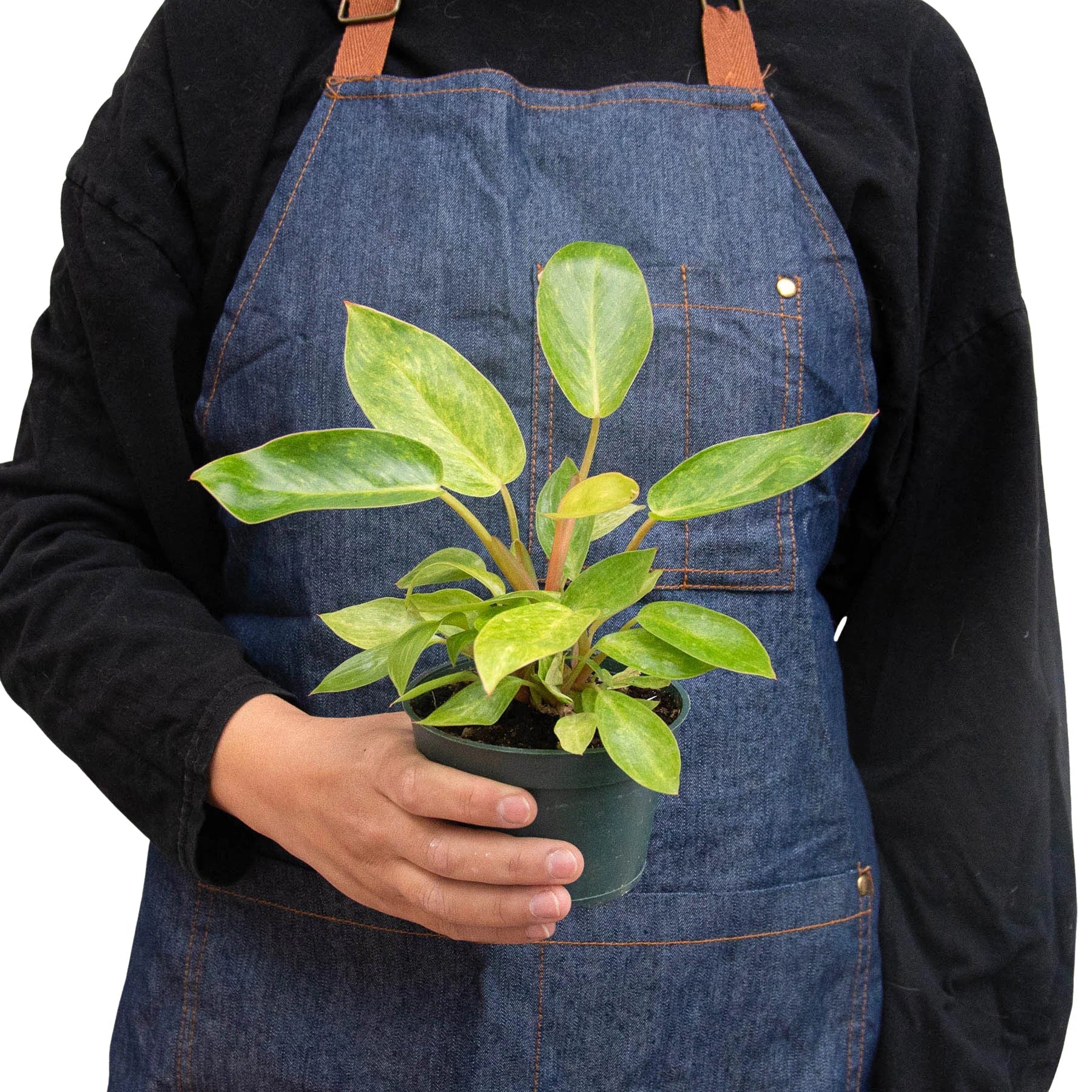 Painted Lady Philodendron - Image 3