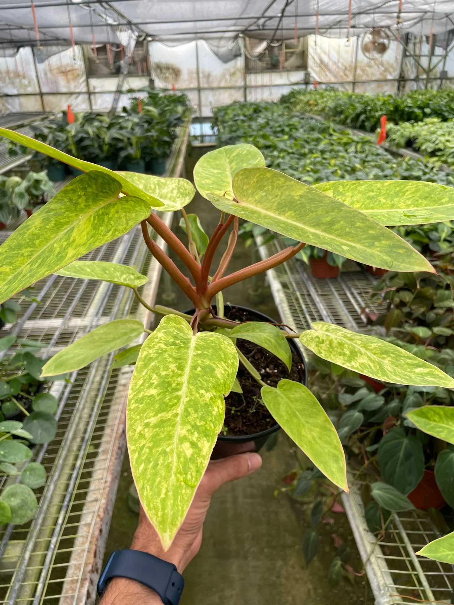 Painted Lady Philodendron - Image 4