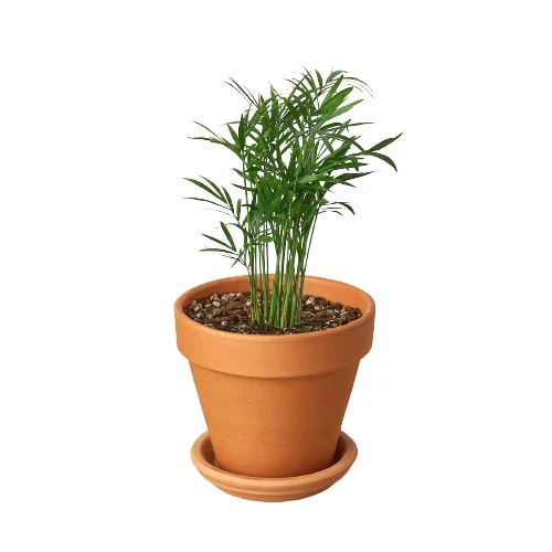 Parlor Palm - Image 10