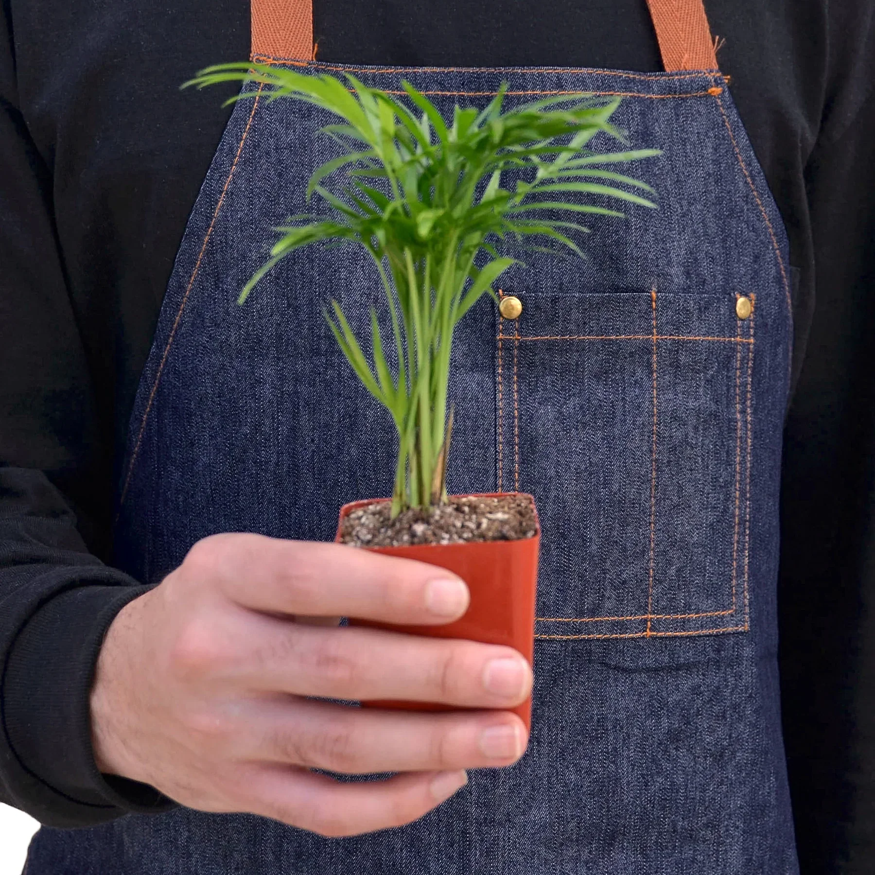 Parlor Palm - Image 5