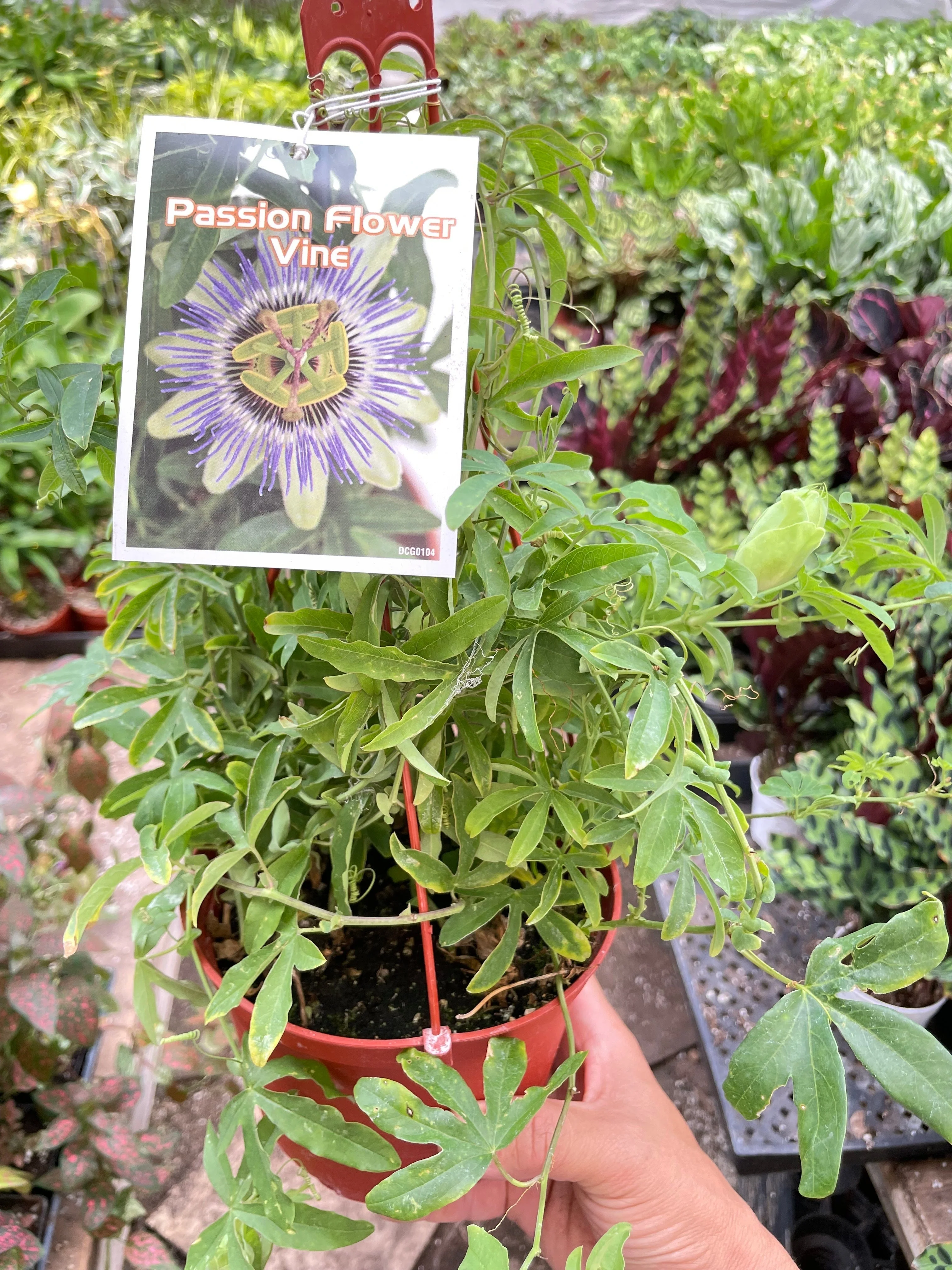 Passion Flower - Image 3