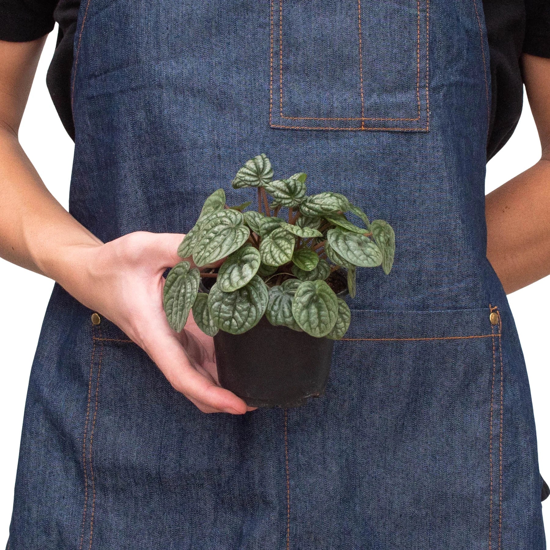 Peperomia Burbella - Image 3