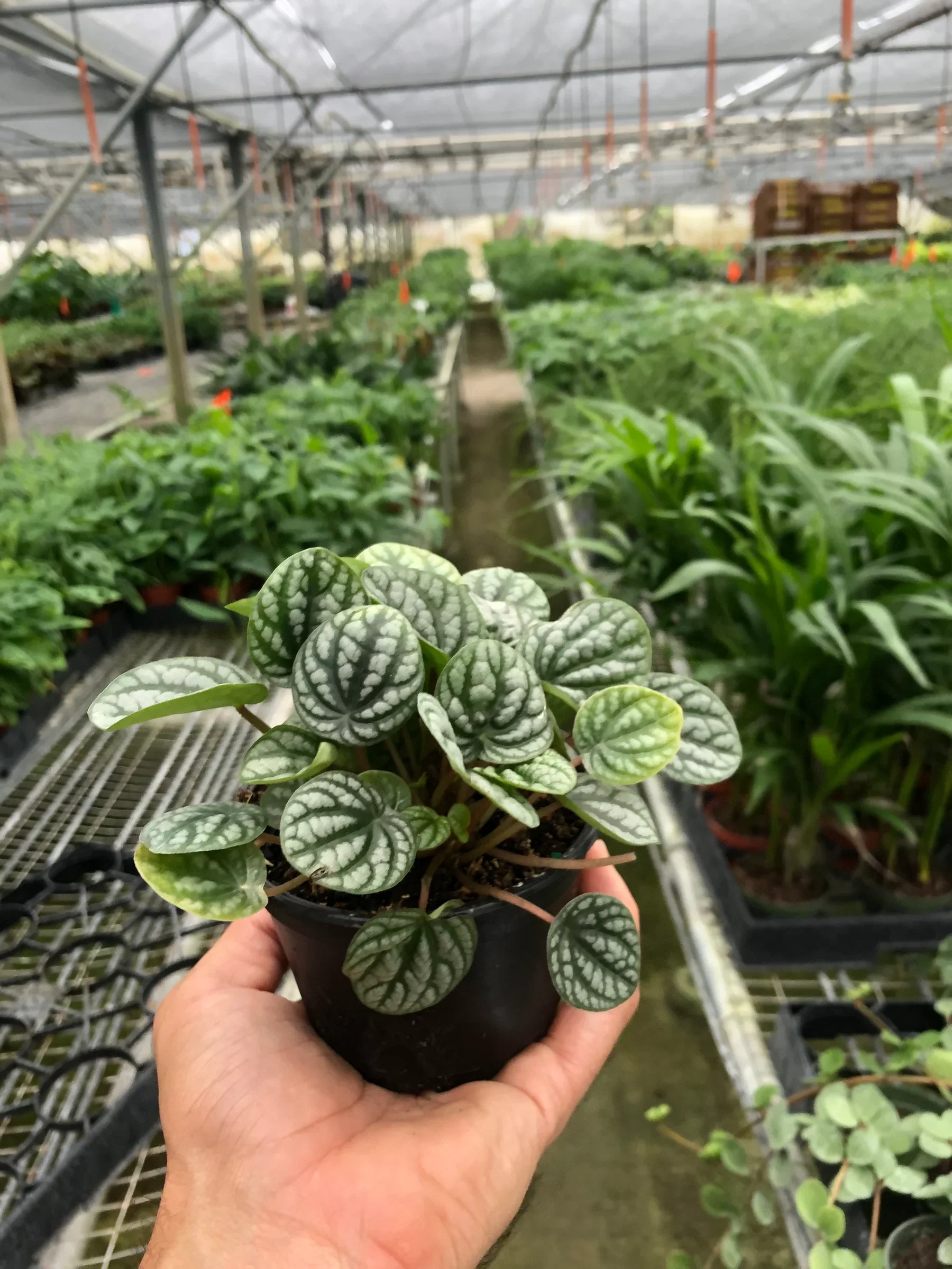 Peperomia Burbella - Image 4