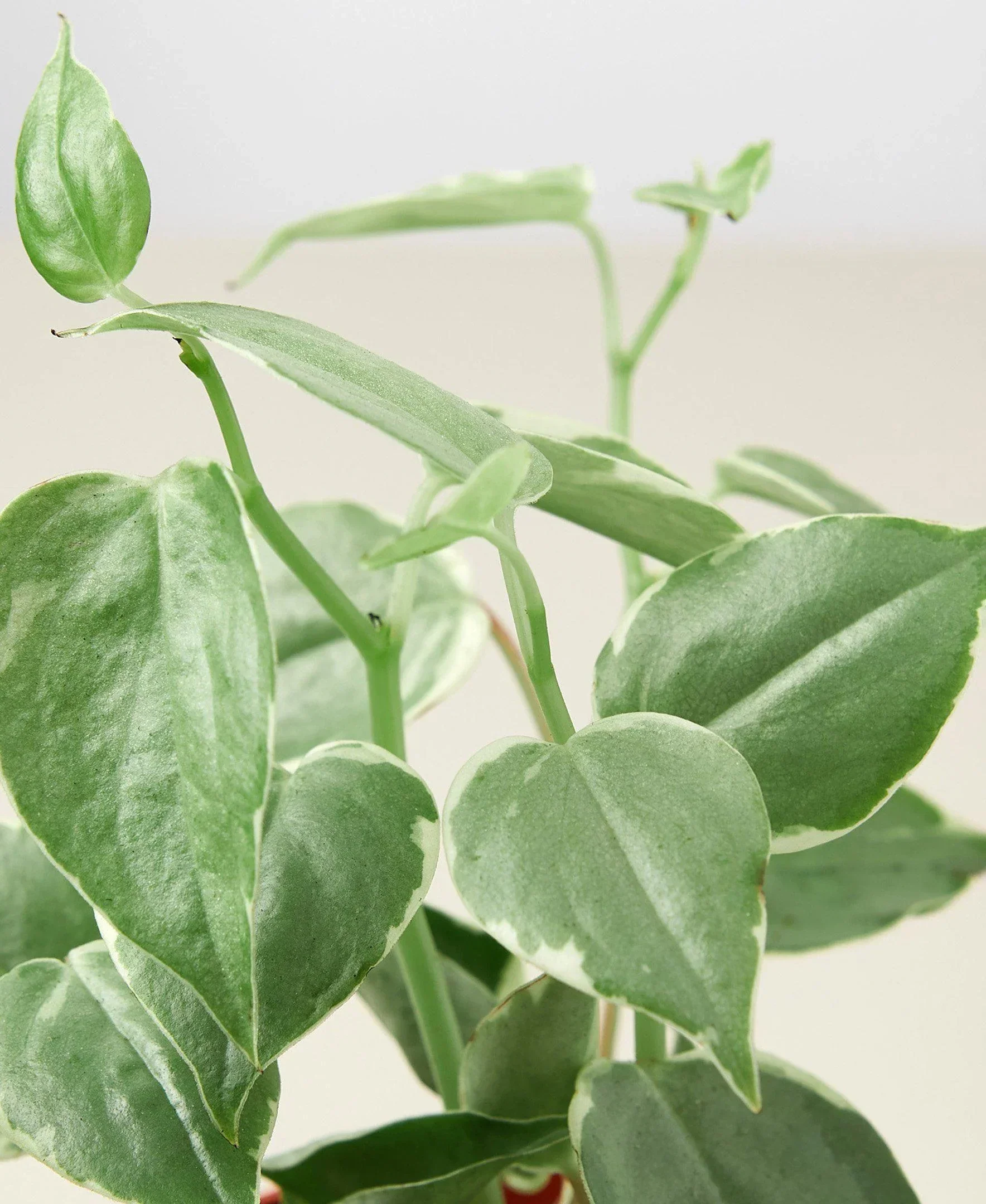 Peperomia Cupid - Image 2