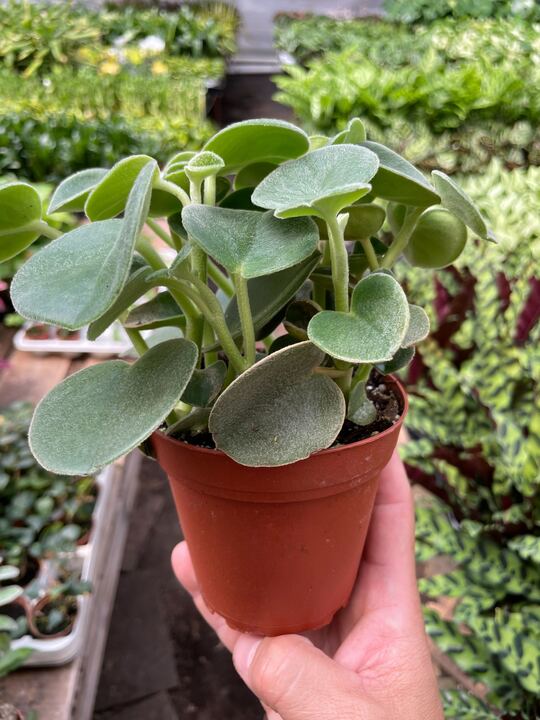 Peperomia Felted - Image 2