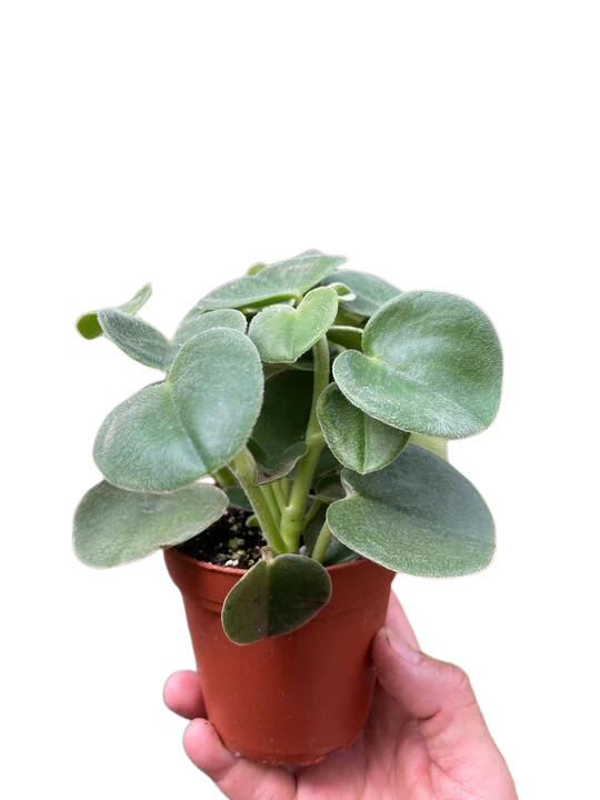 Peperomia Felted - Image 5