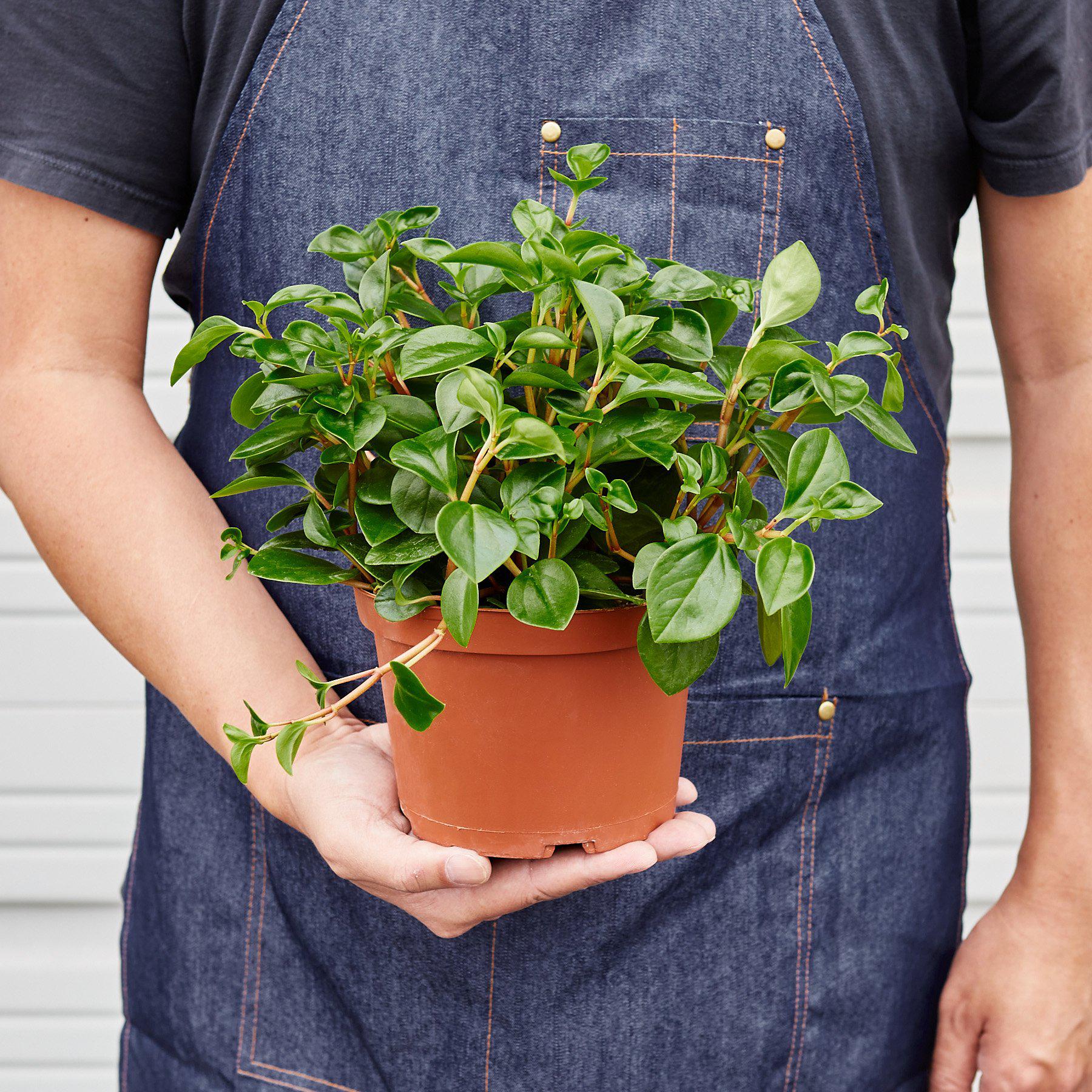 Peperomia Glabella - Image 4