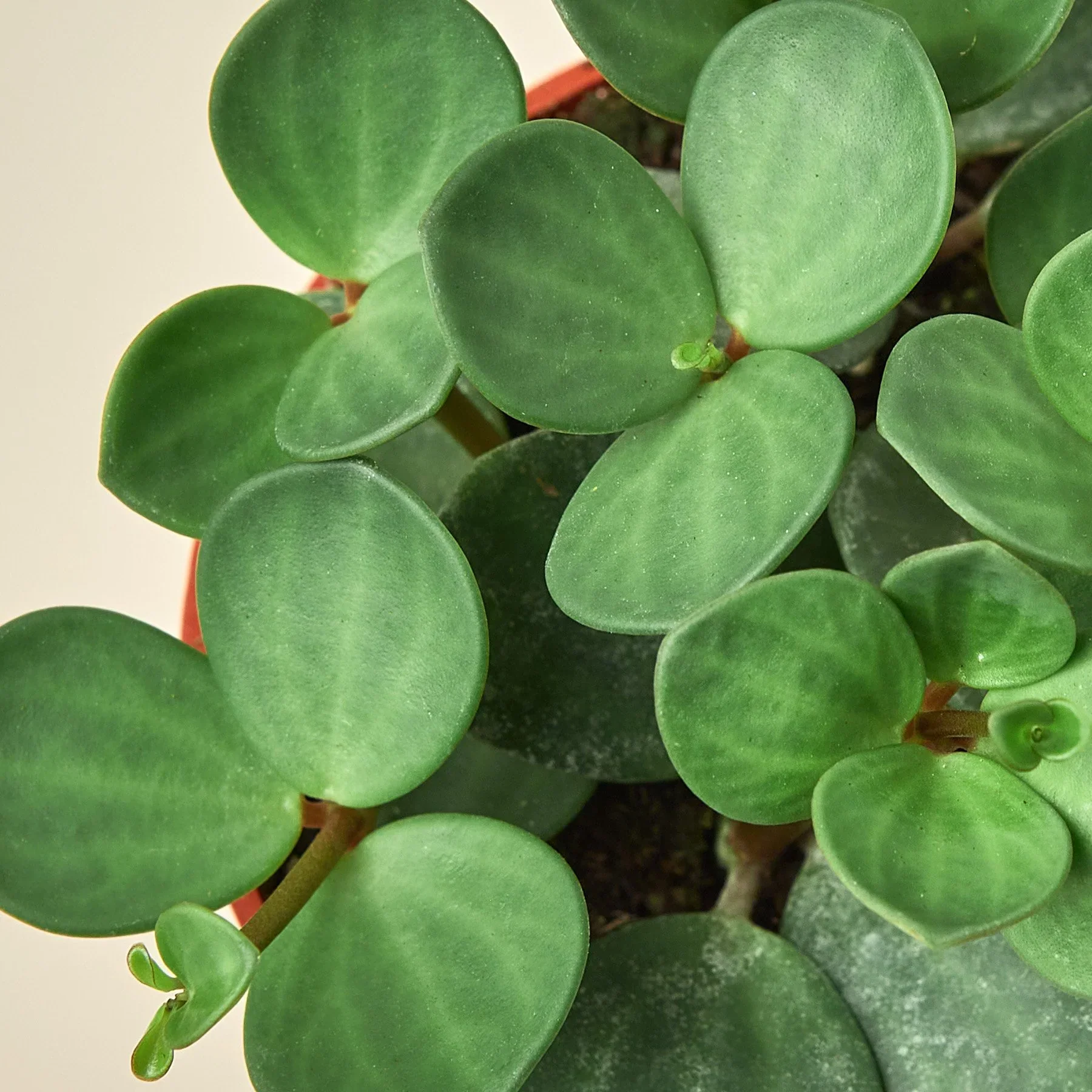 Peperomia'Hope - Image 2