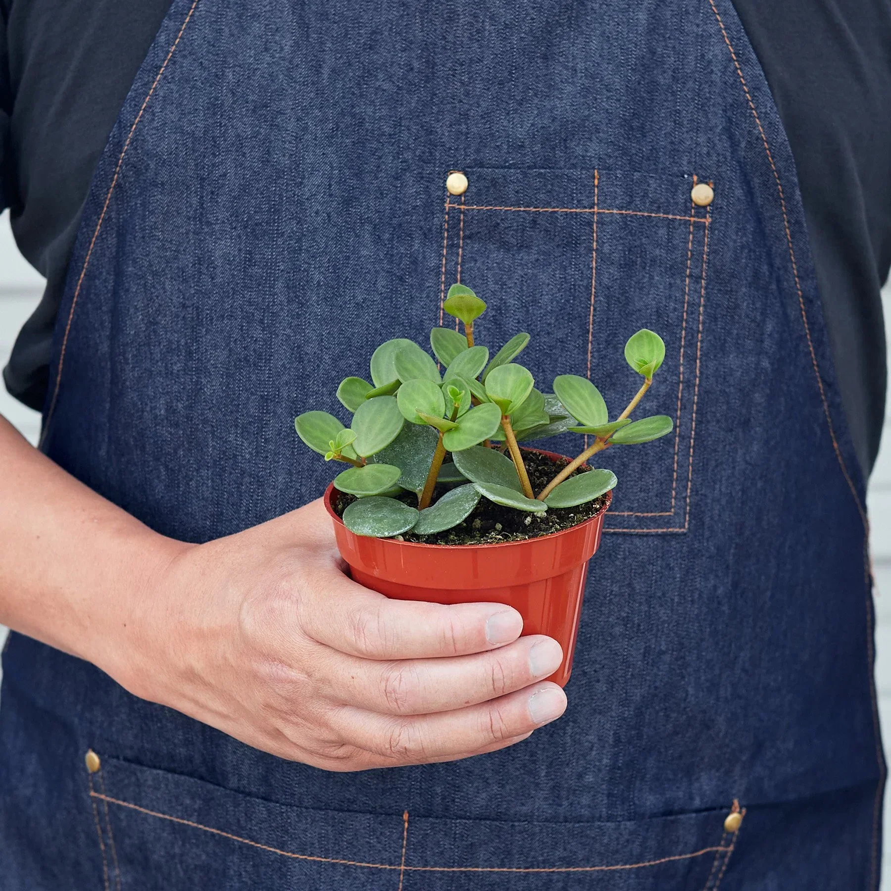 Peperomia'Hope - Image 3