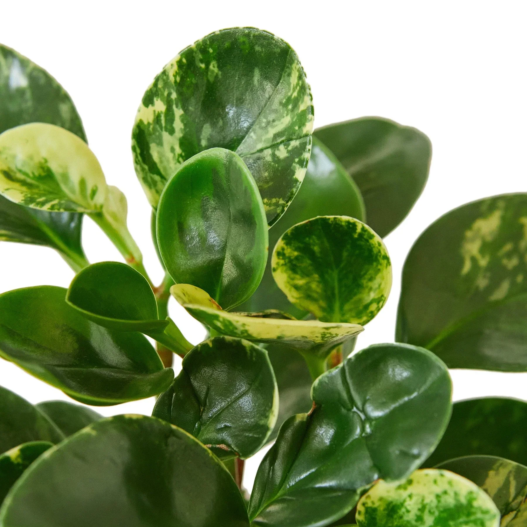 Peperomia Marble - Image 2