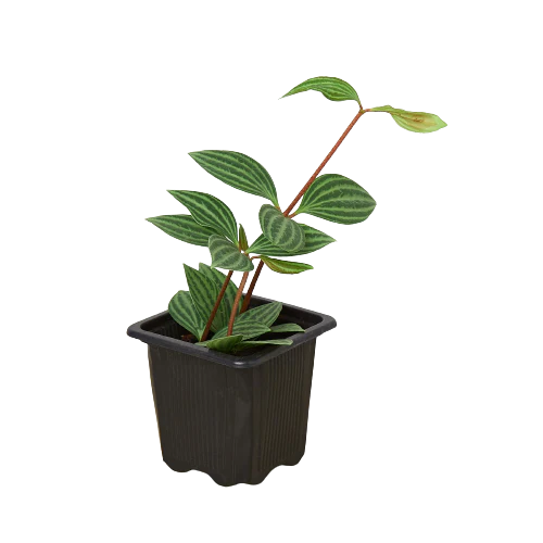 Peperomia Parallel - Image 3