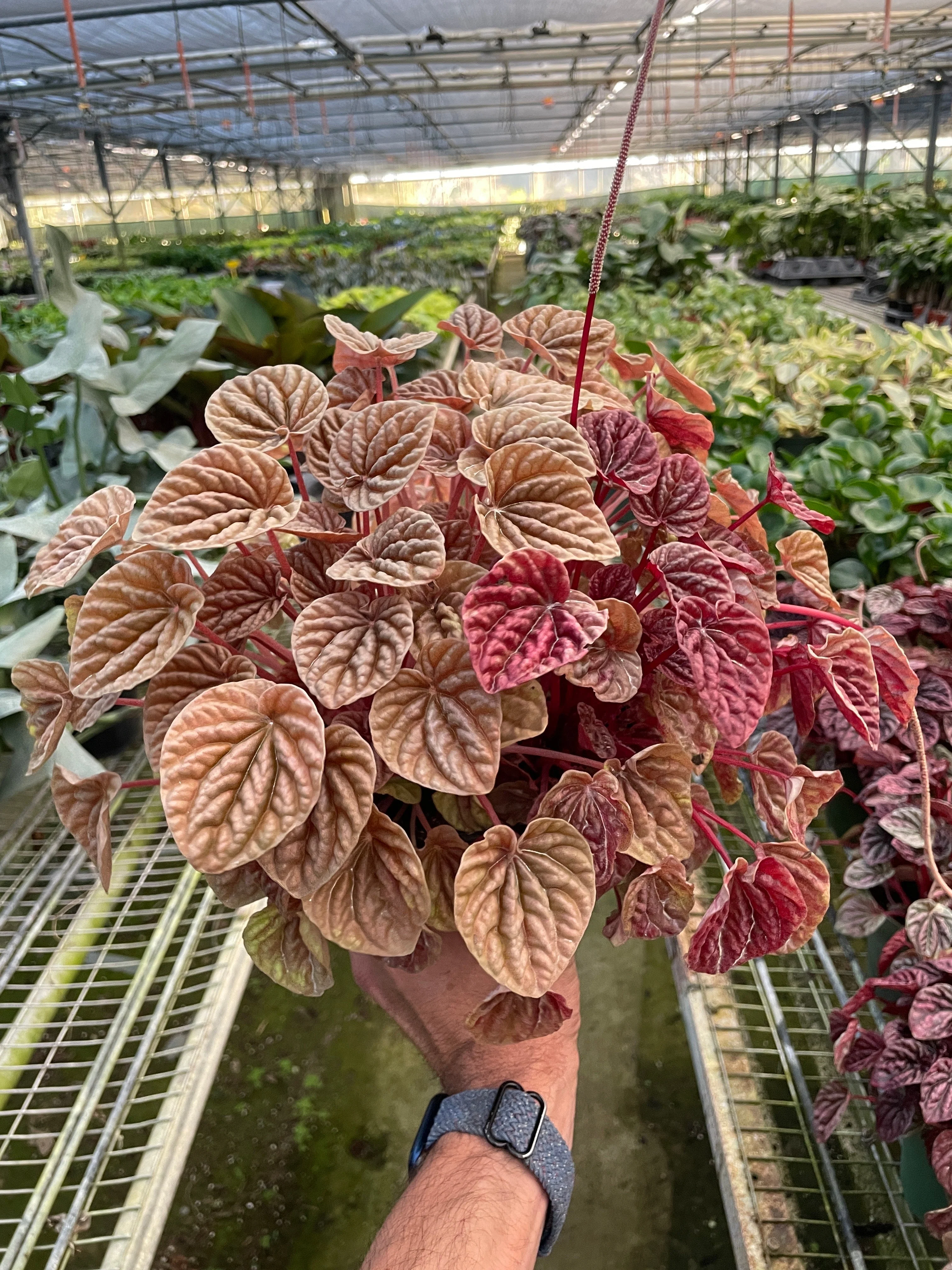Peperomia Quito - Image 3