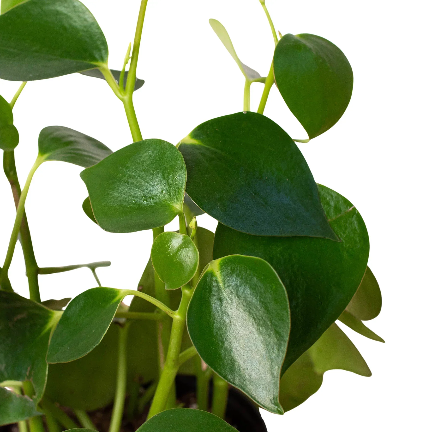 Peperomia Raindrop - Image 2