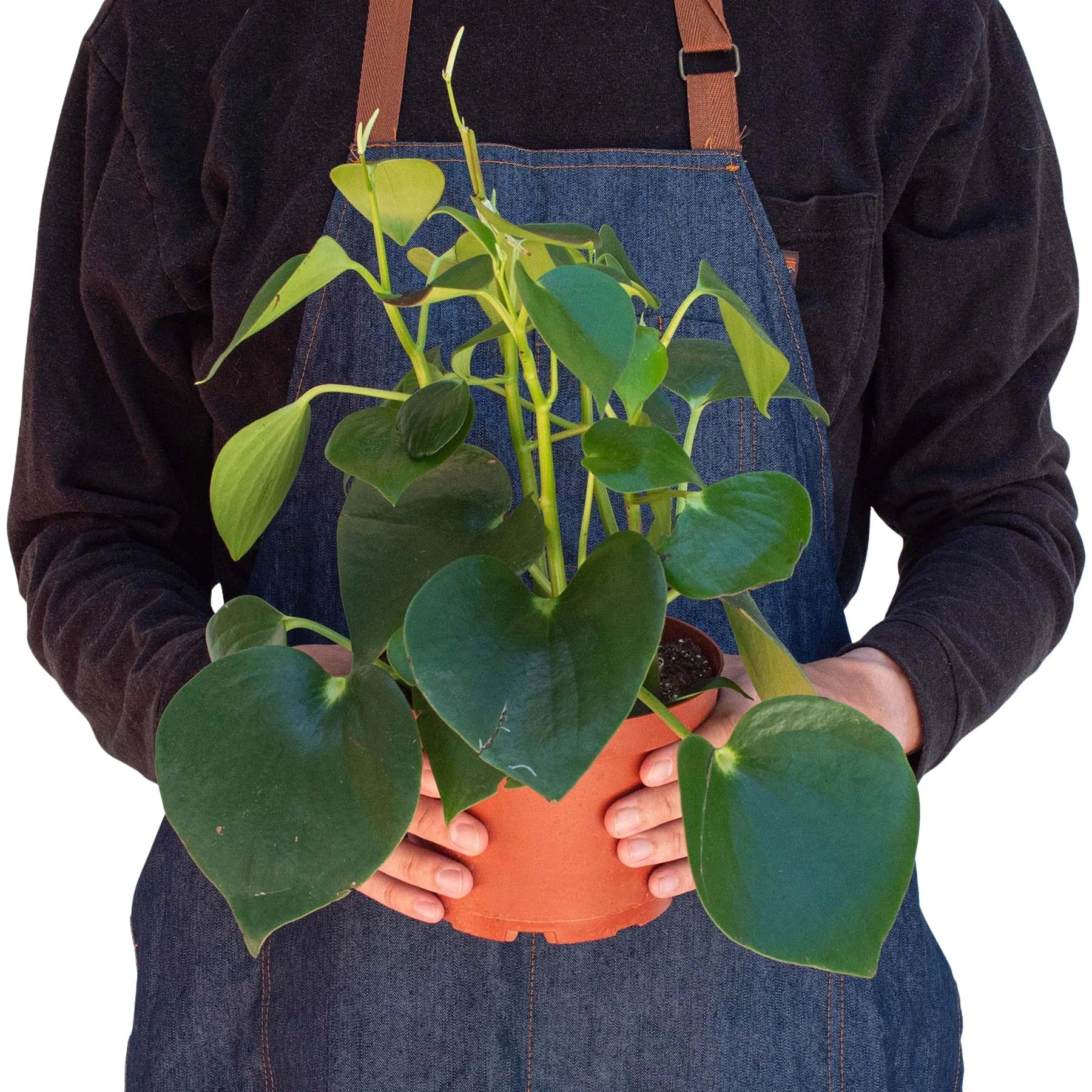 Peperomia Raindrop - Image 3