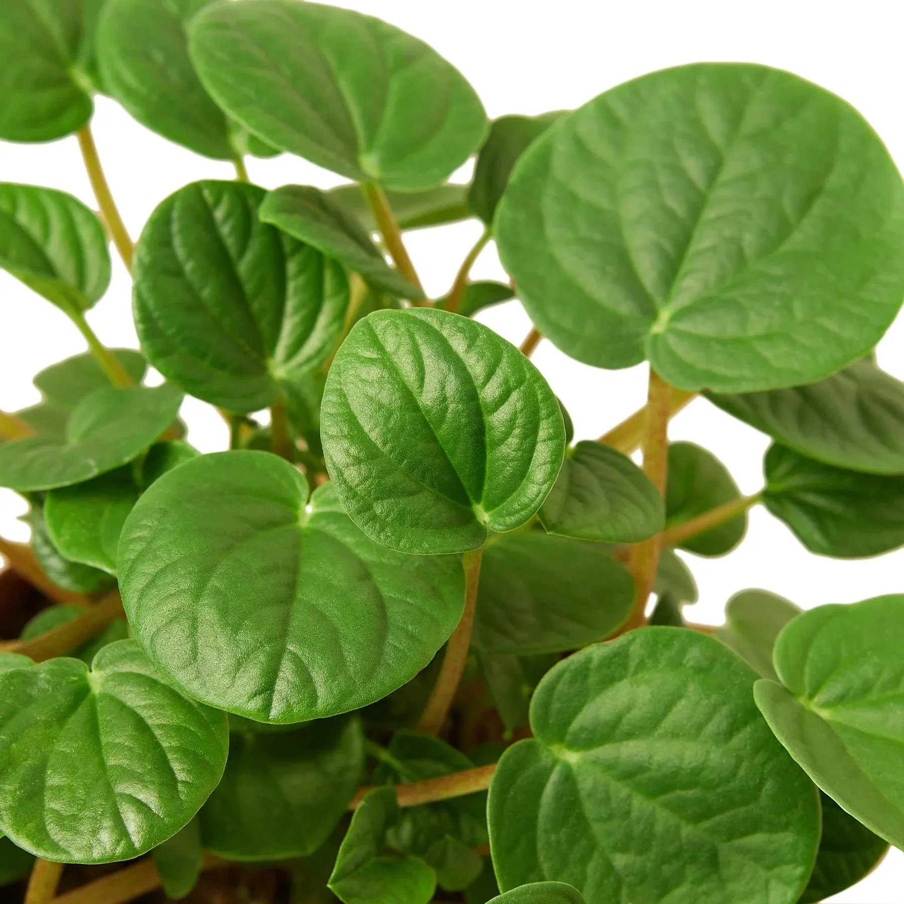 Peperomia Rana Verde - Image 2