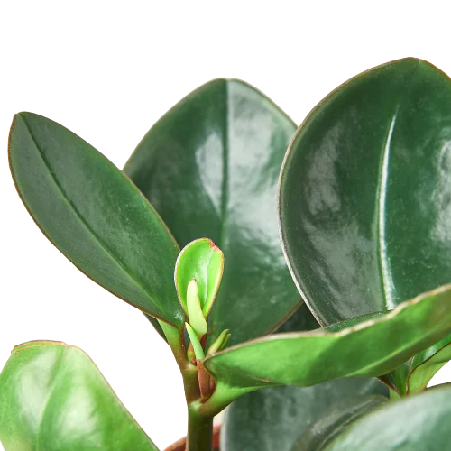 Peperomia Red Edge - Image 2