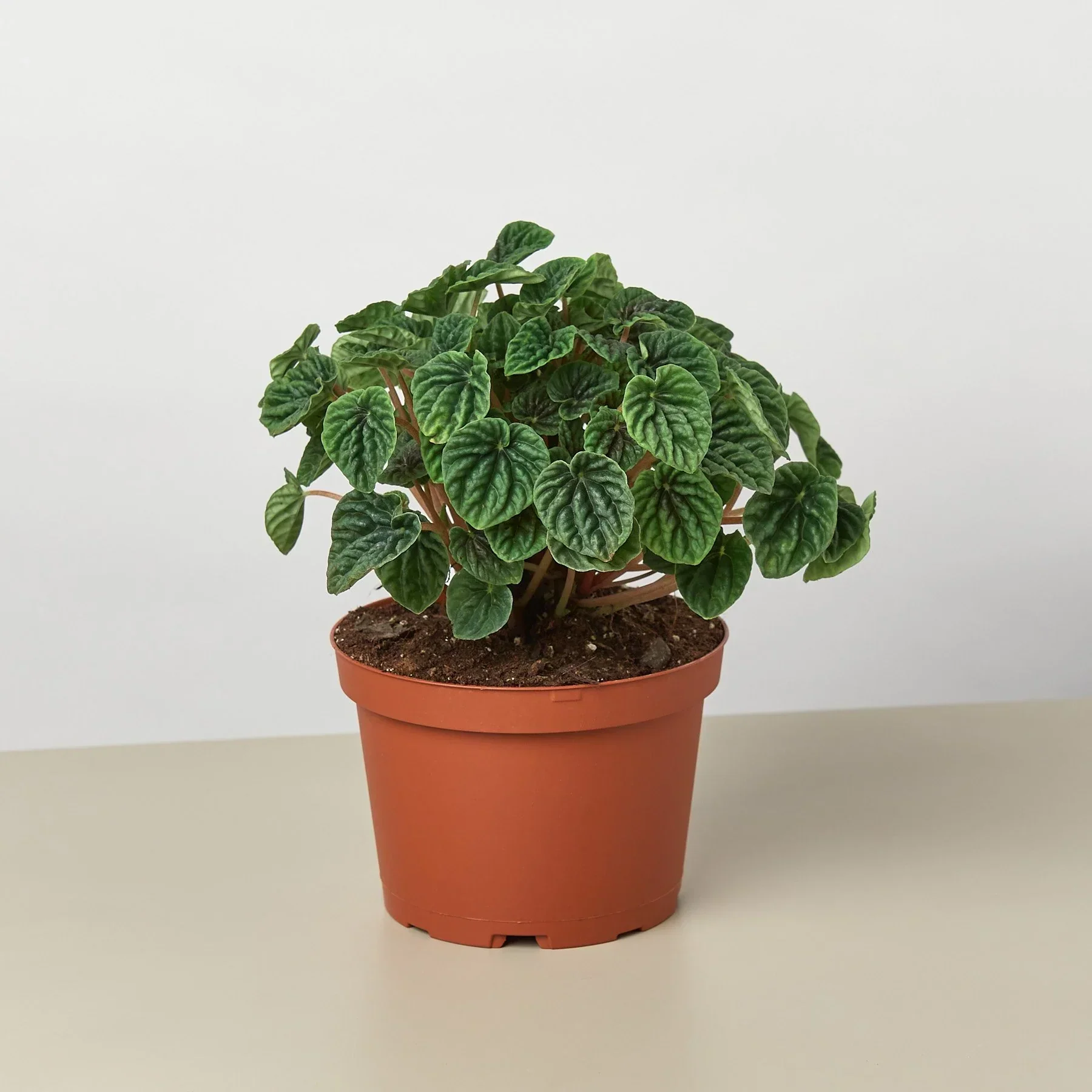 Peperomia Ripple - Image 4