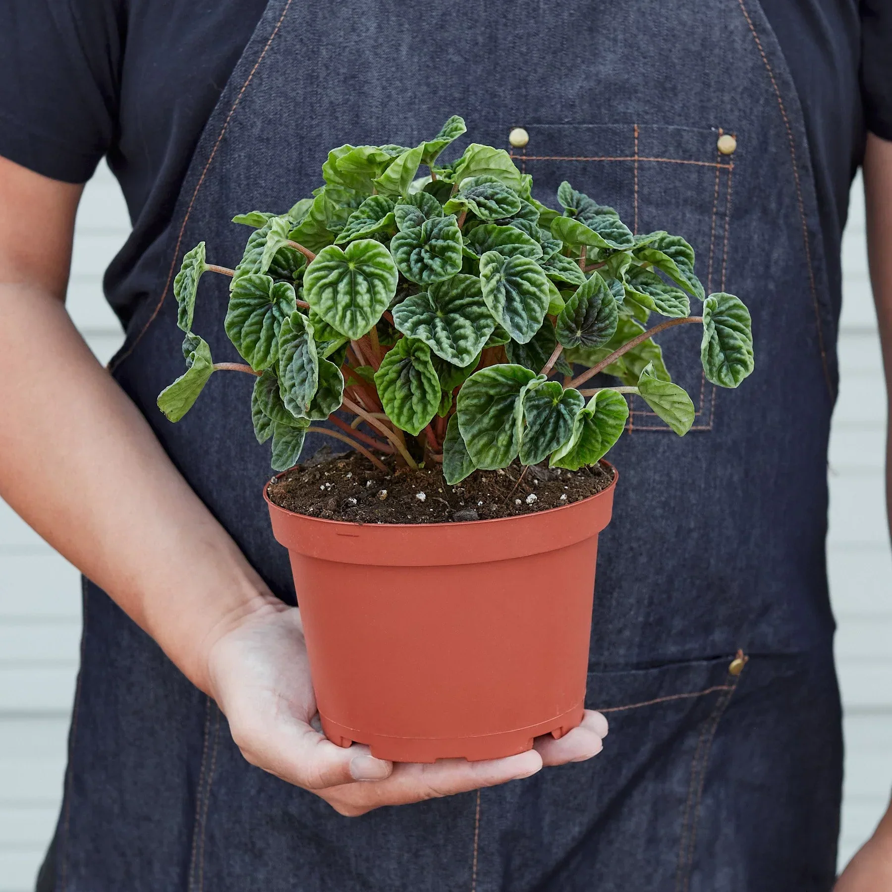 Peperomia Ripple - Image 5