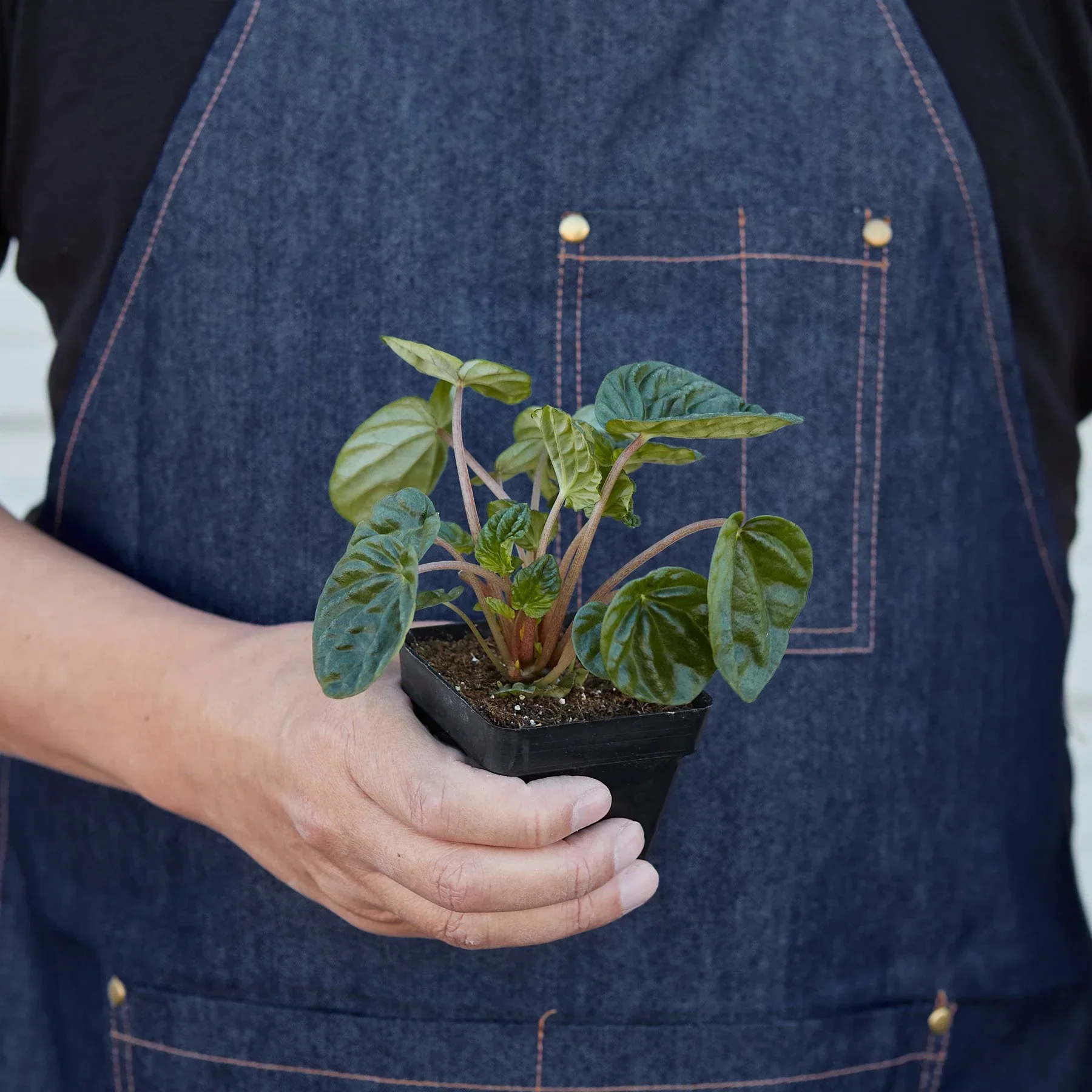 Peperomia Ripple - Image 7