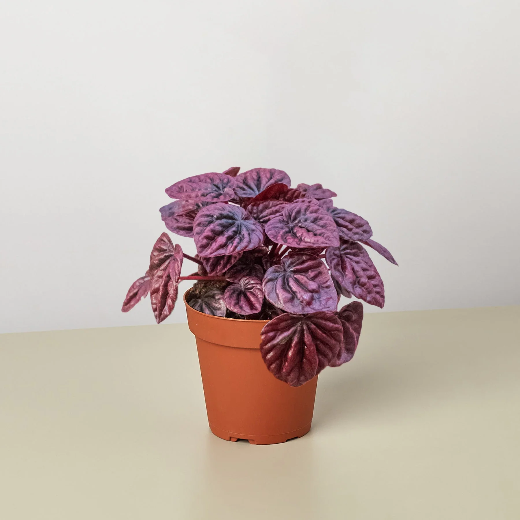 Peperomia Ripple Red - Image 2