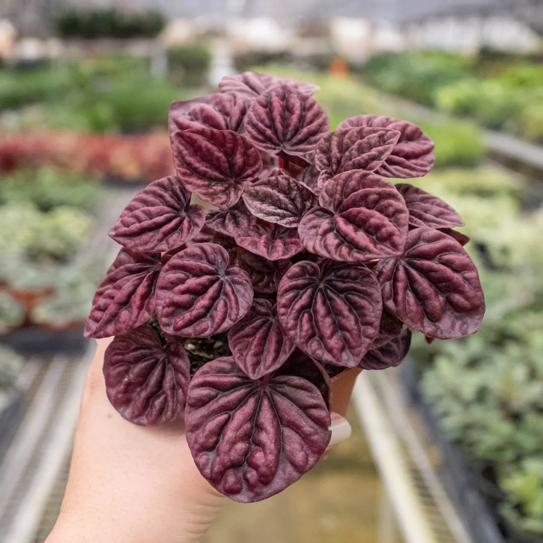 Peperomia Ripple Red - Image 4