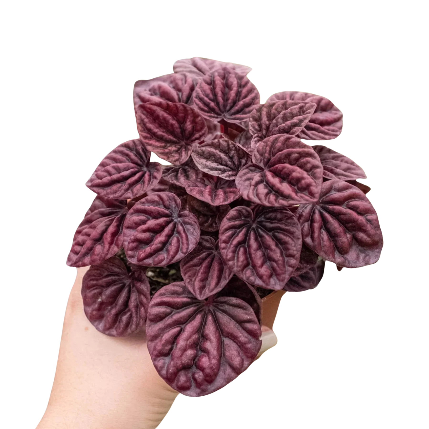 Peperomia Ripple Red - Image 5