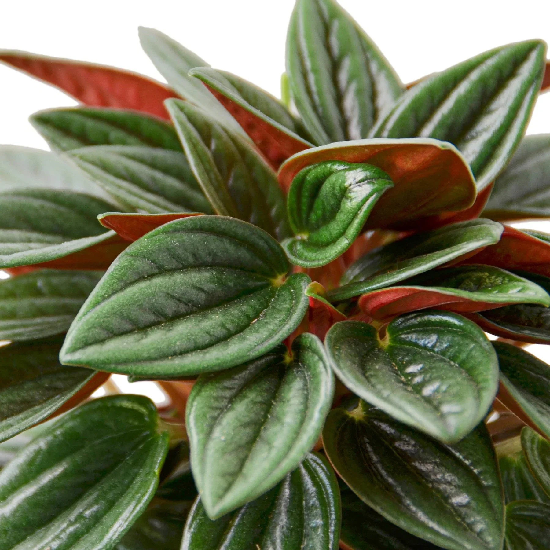Peperomia Rosso - Image 2