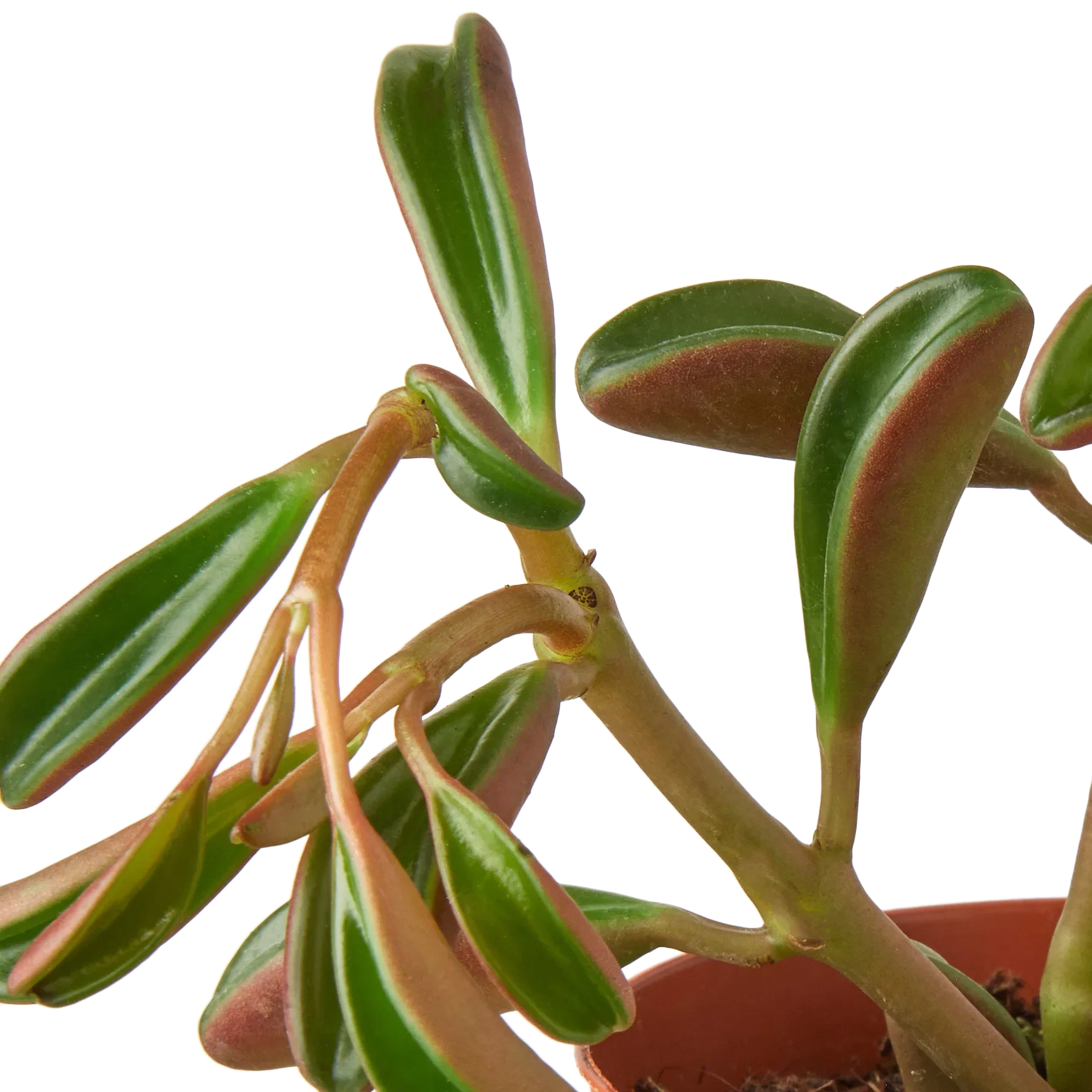 Peperomia Ruby Glow - Image 2