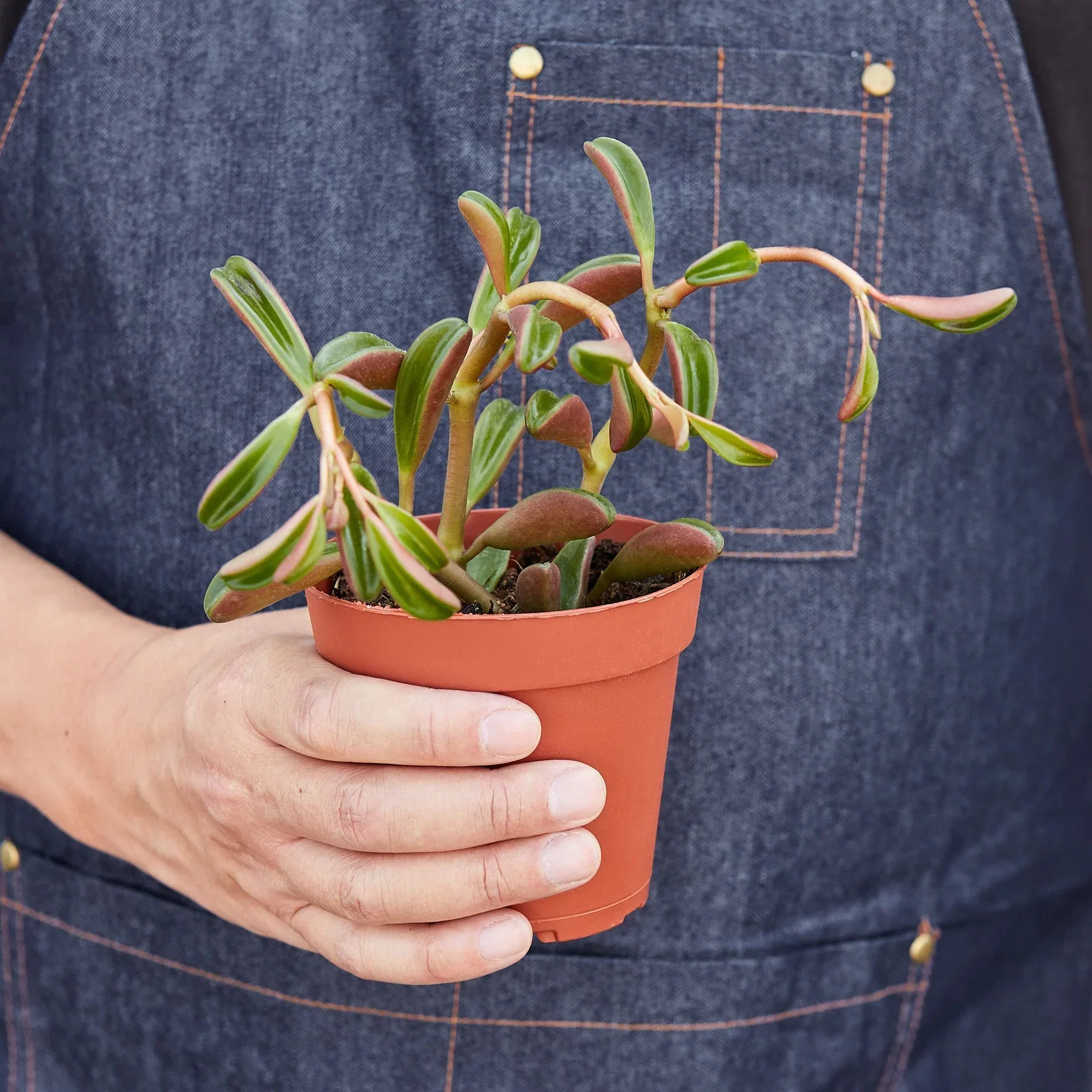 Peperomia Ruby Glow - Image 3